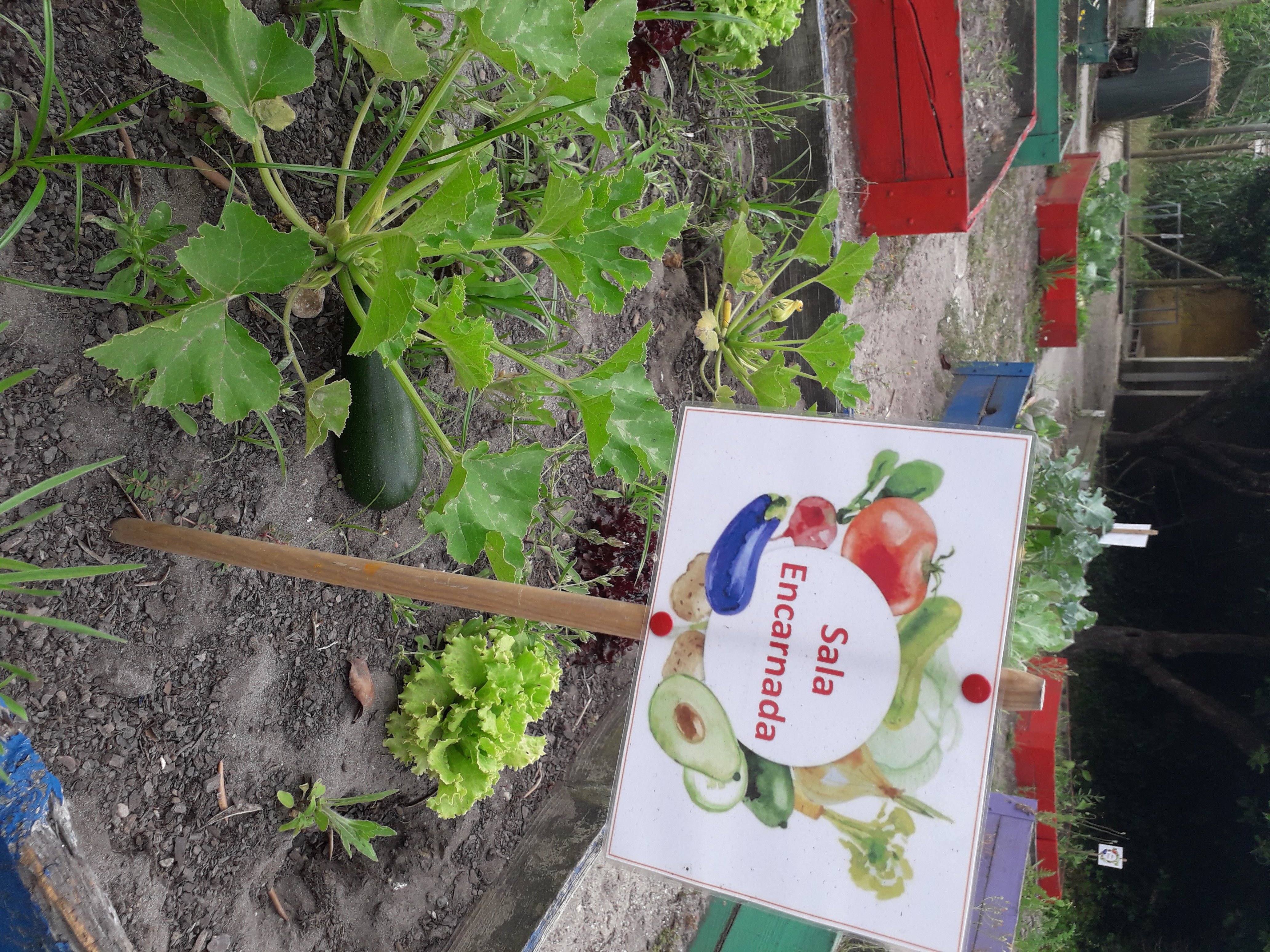 Courgette