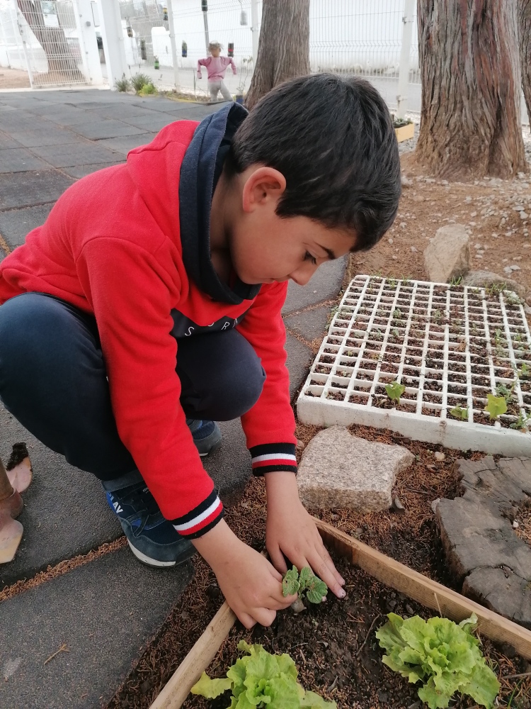 Plantação de vegetais.