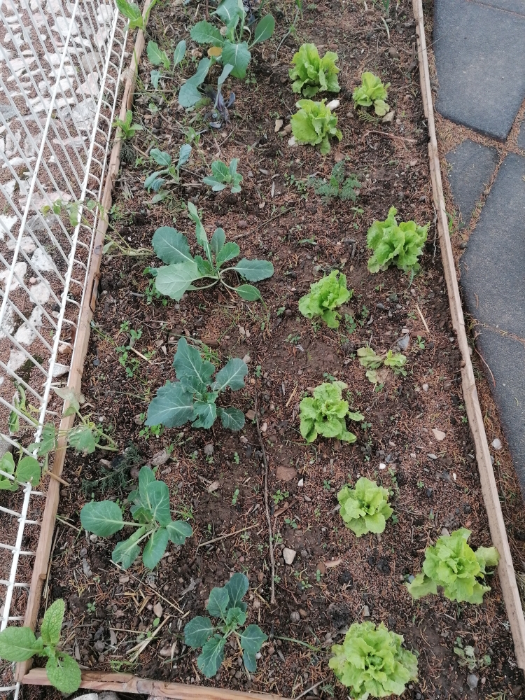 Aspeto da horta. Crescimentos dos vegetais.