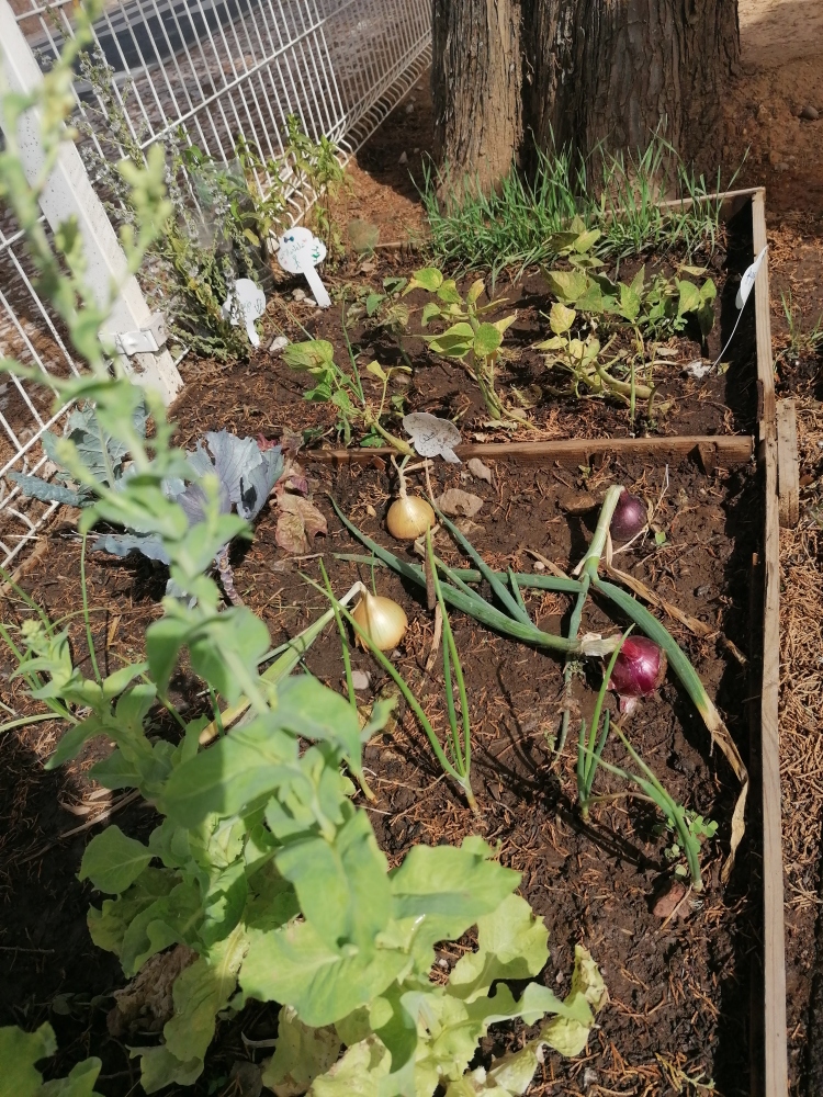 Várias plantas da horta.