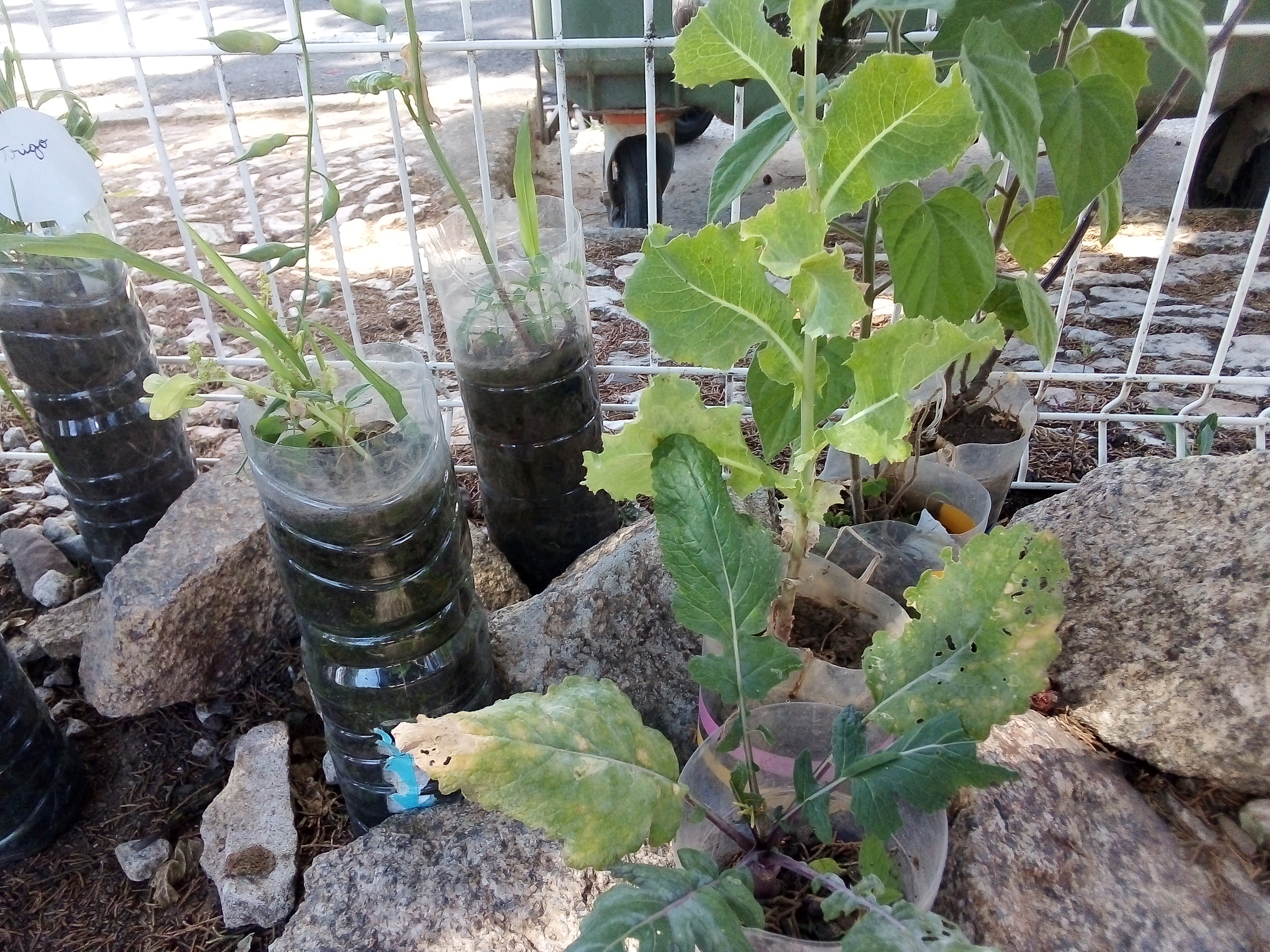 Recanto com plantações de plantas.