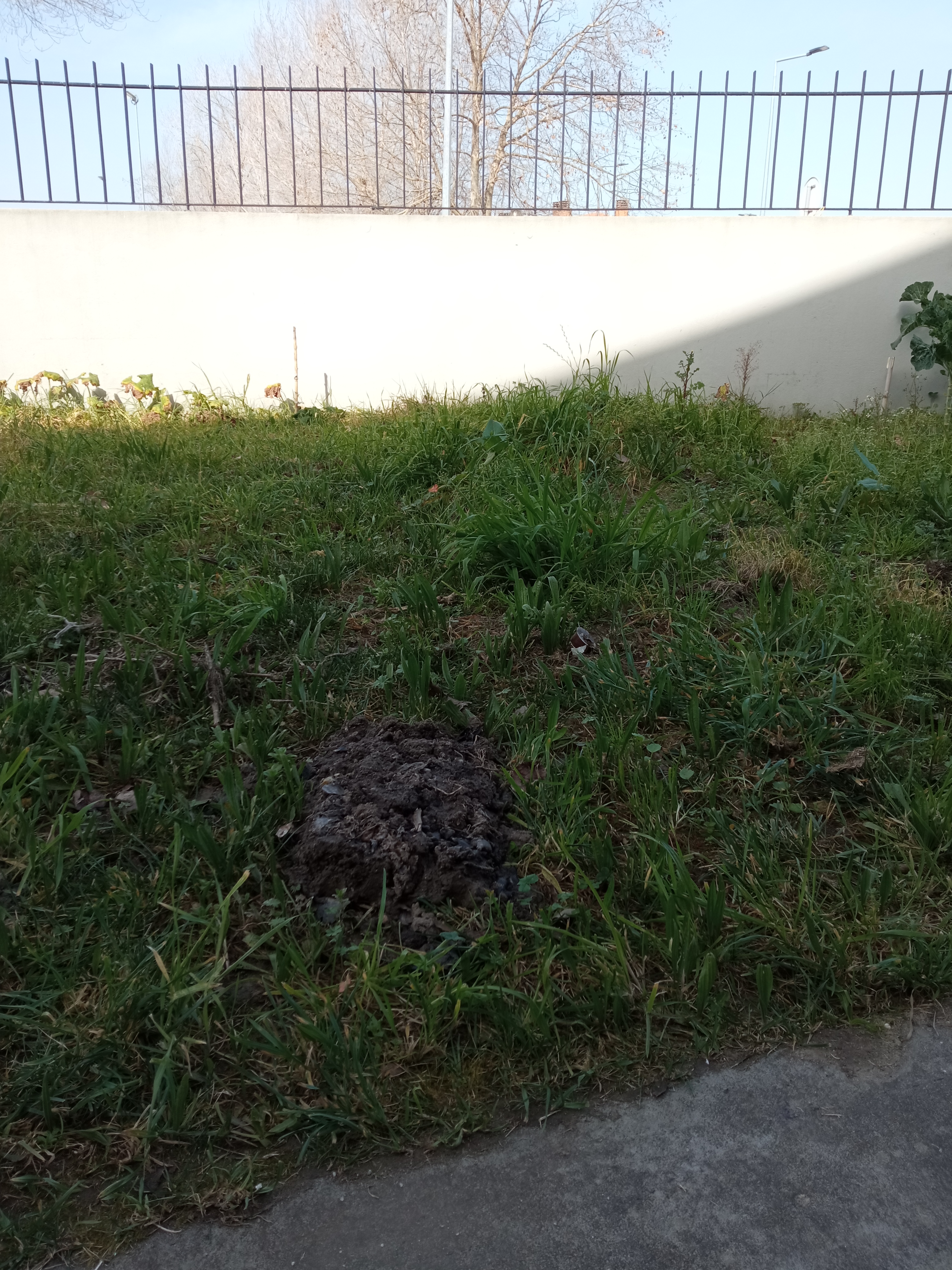 1- Projeto de definição do espaço/horta.