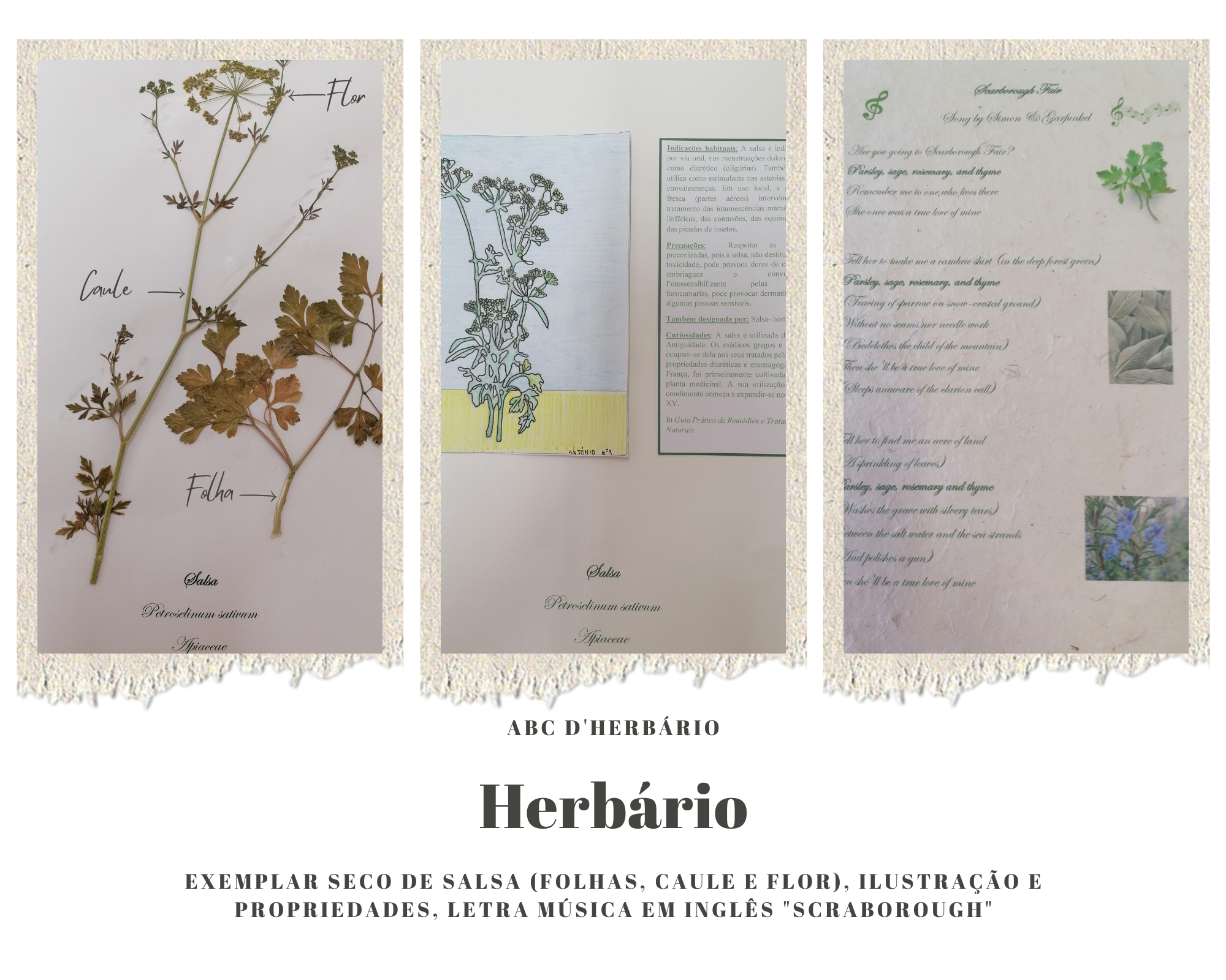 Exemplar seco de salsa - Petroselinum sativum (folhas, caule e flor), Ilustração e propriedades, letra música em Inglês "Scraborough"