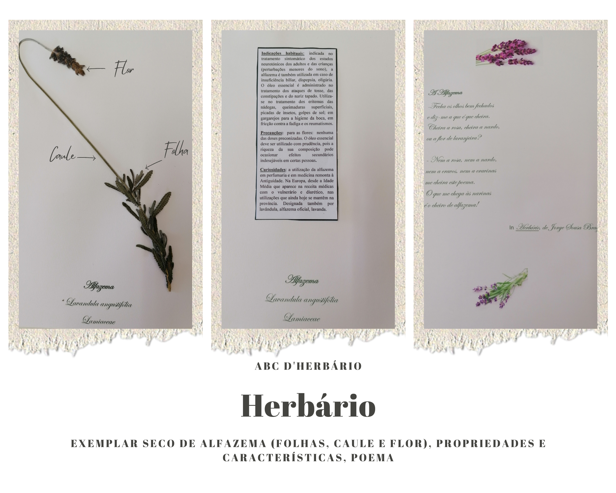 Exemplar seco de alfazema - Lavandula angustifolia (folhas, caule e flor), propriedades e características, poema