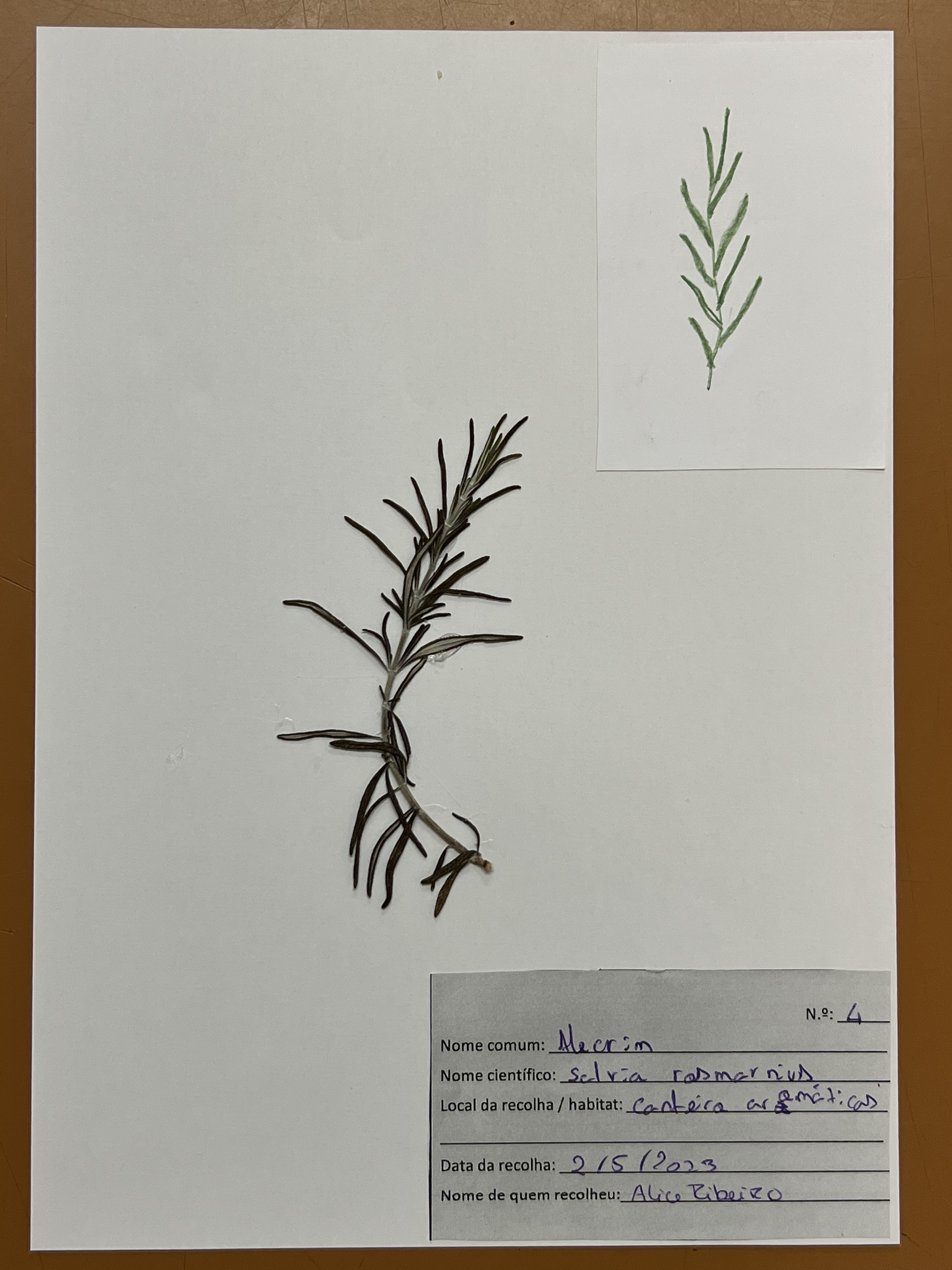 Alecrim - Salvia rosmarinus