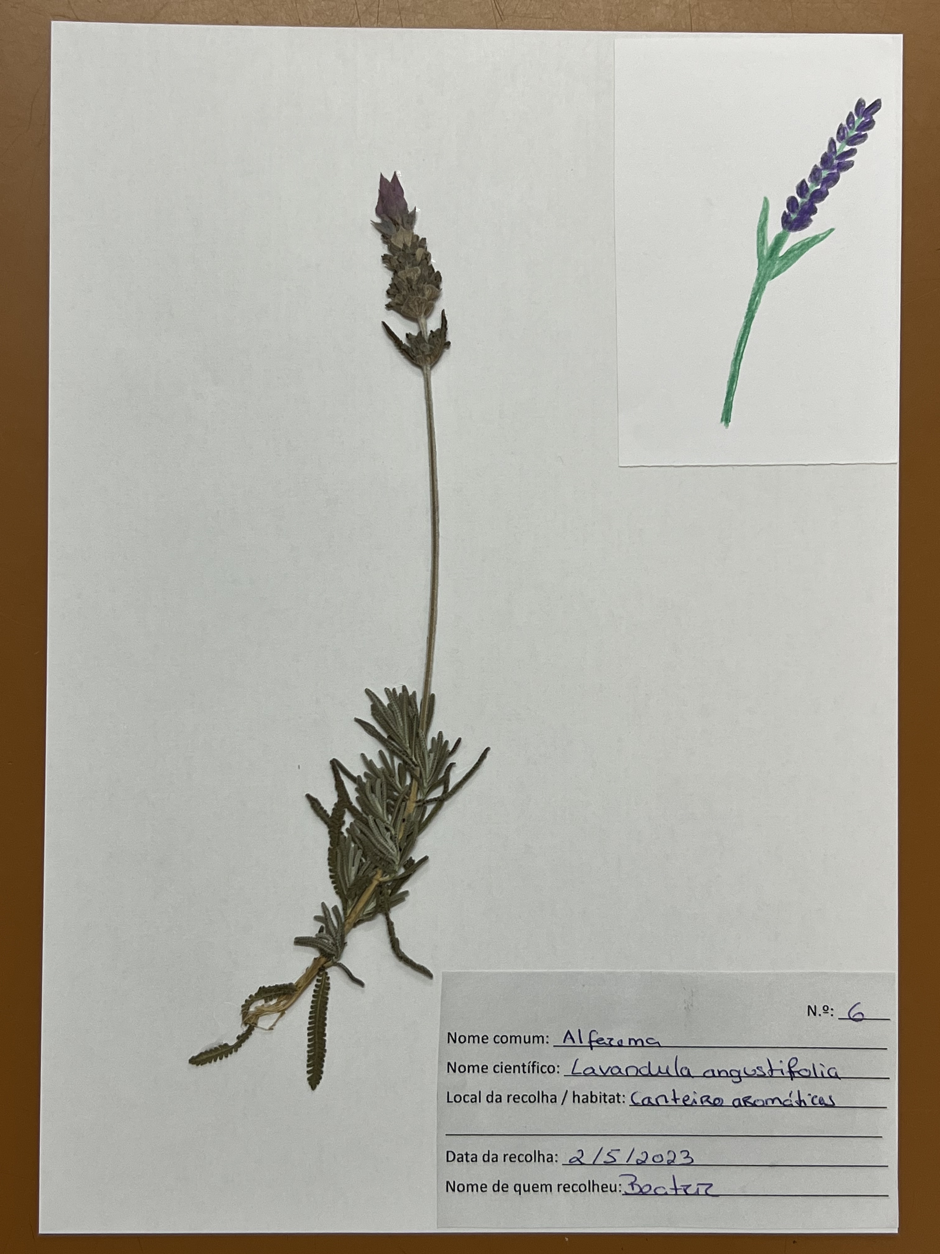 Alfazema - Lavandula angustifolia