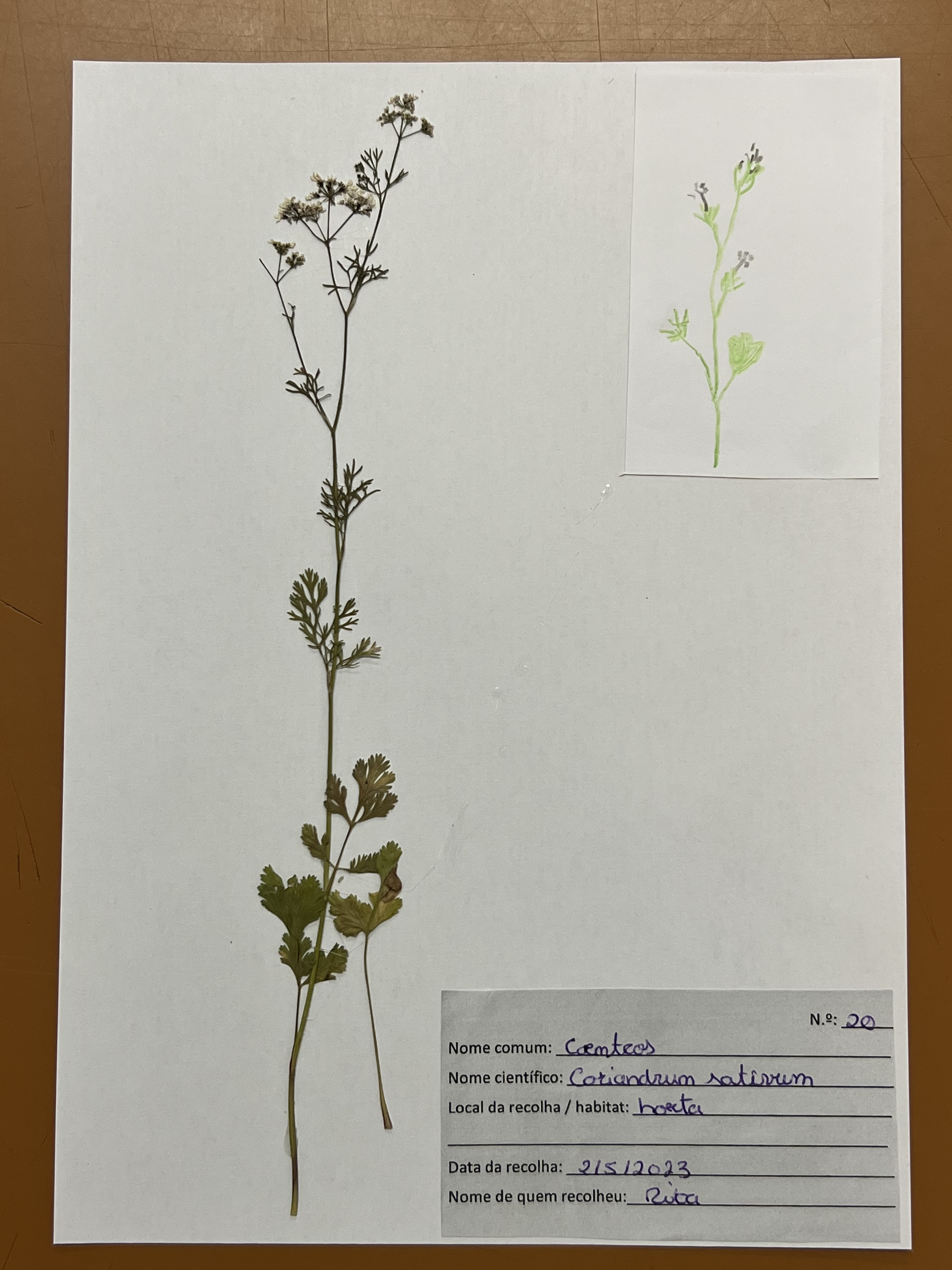 Coentros - Coriandrum sativum