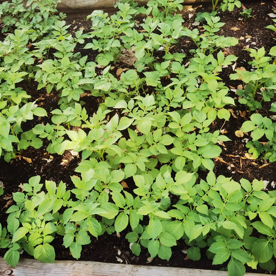 Batatas