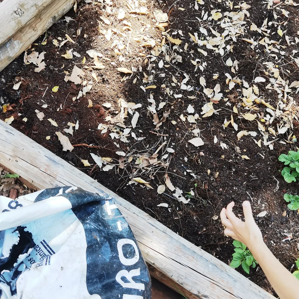 Preparação da terra, colocando folhas secas para colocação de mais terra.