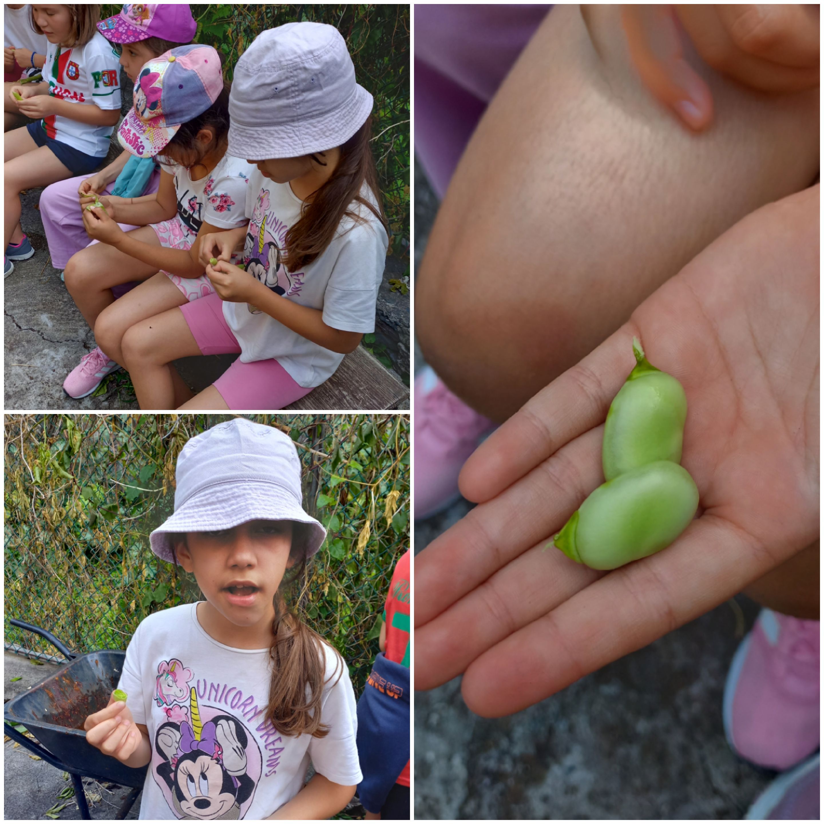 Descasca e prova de favas cruas