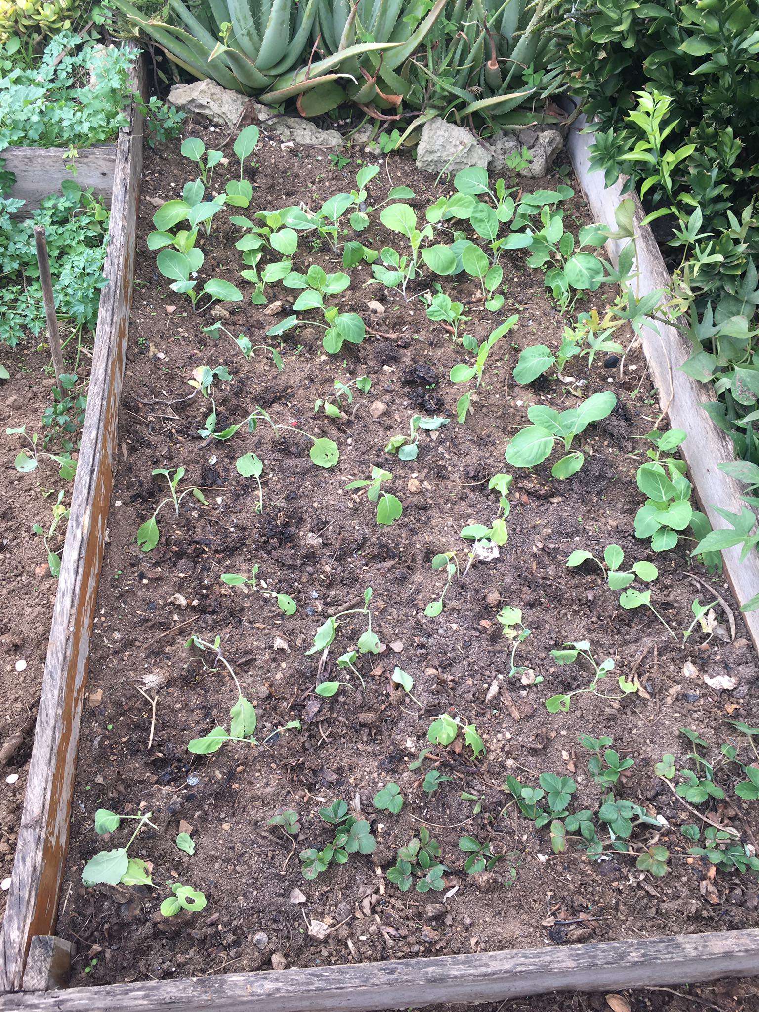 Plantação de couves