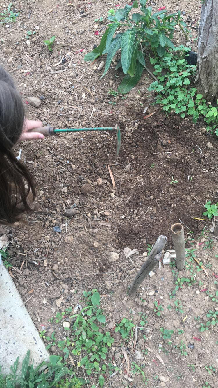 Plantação de alhos - preparação da terra