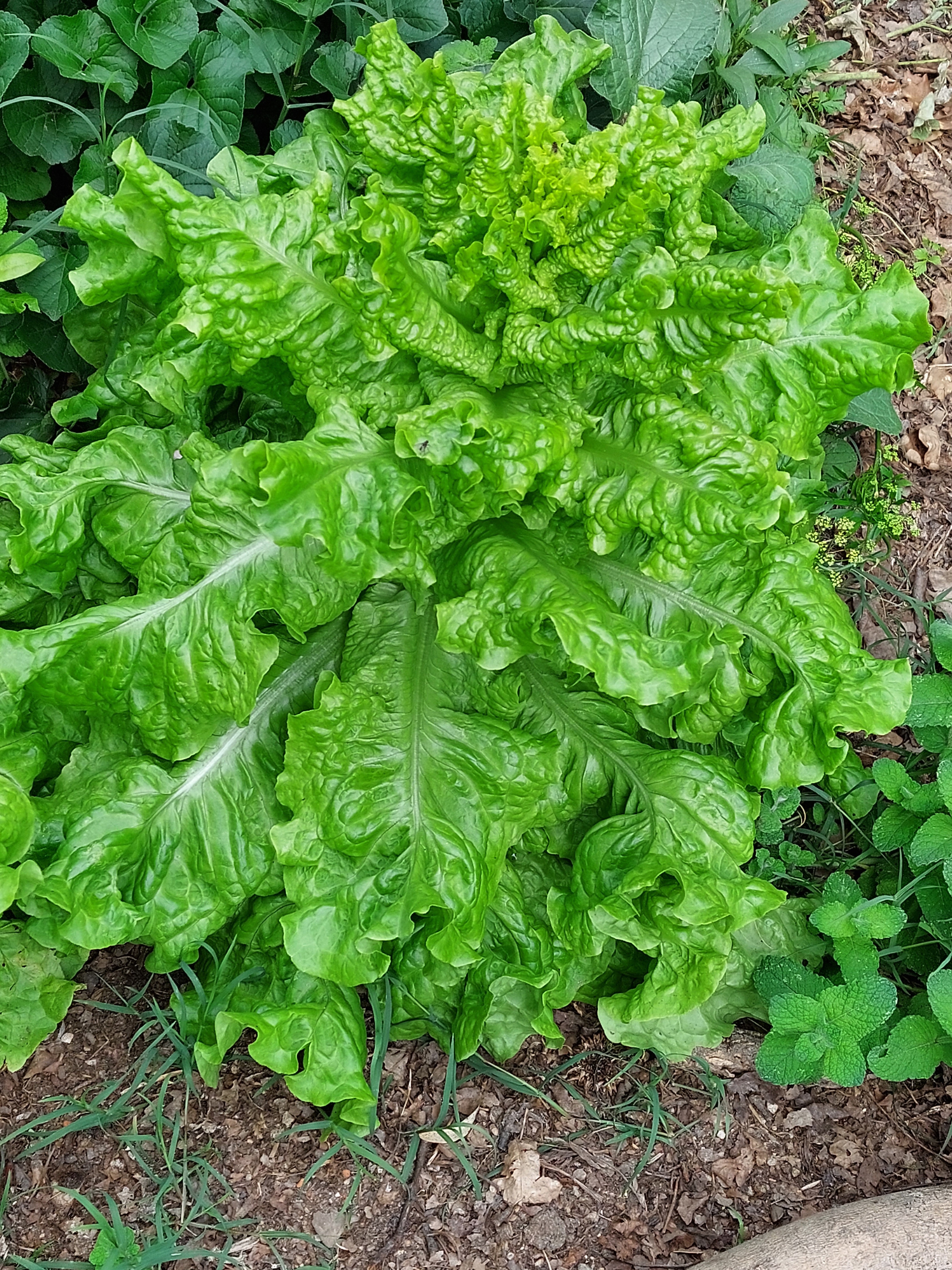 Alface
Nome científico: Lactuca sativa