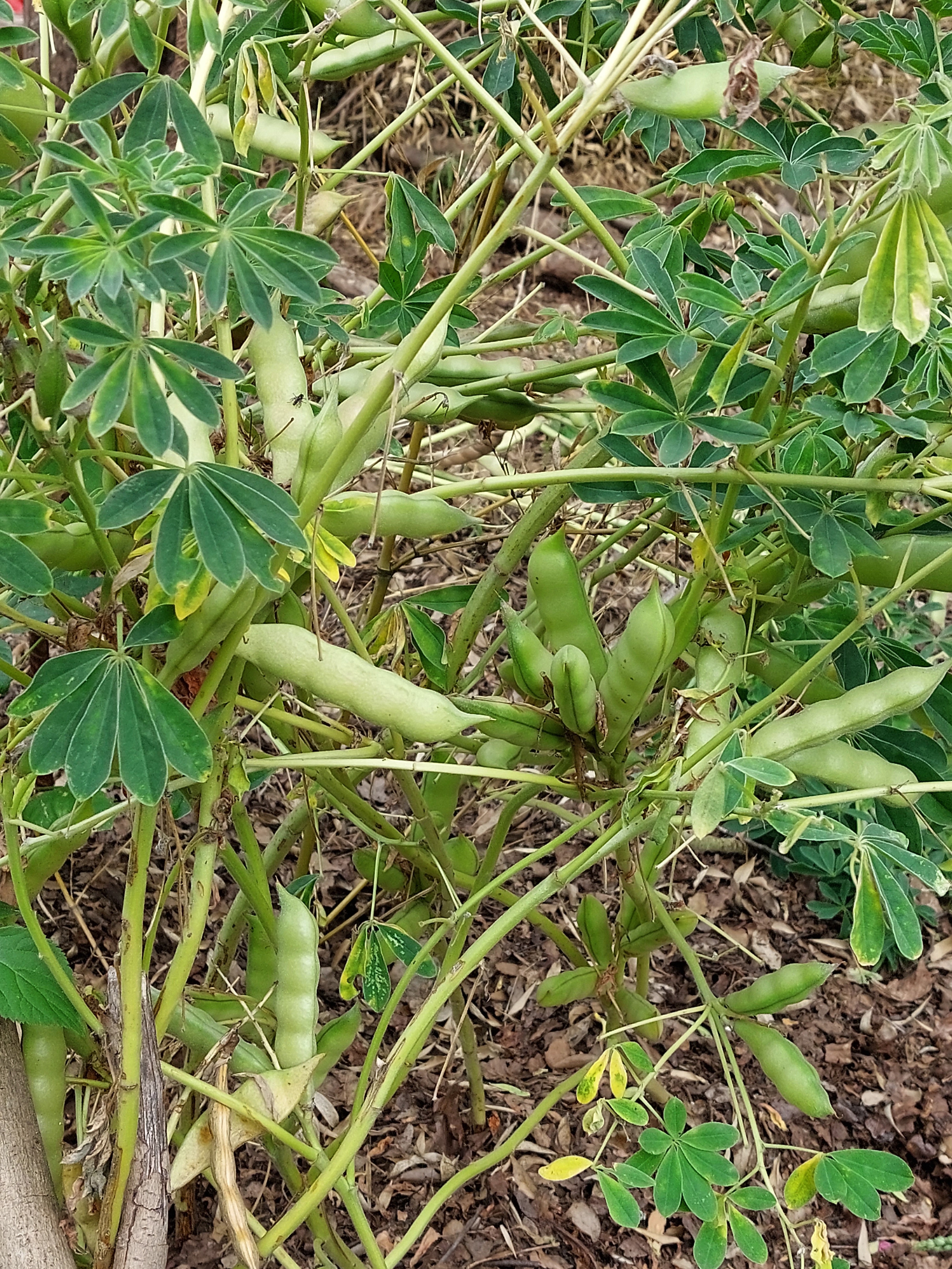 Tremoceiro-amarelo 
Nome científico: Lupinus luteus