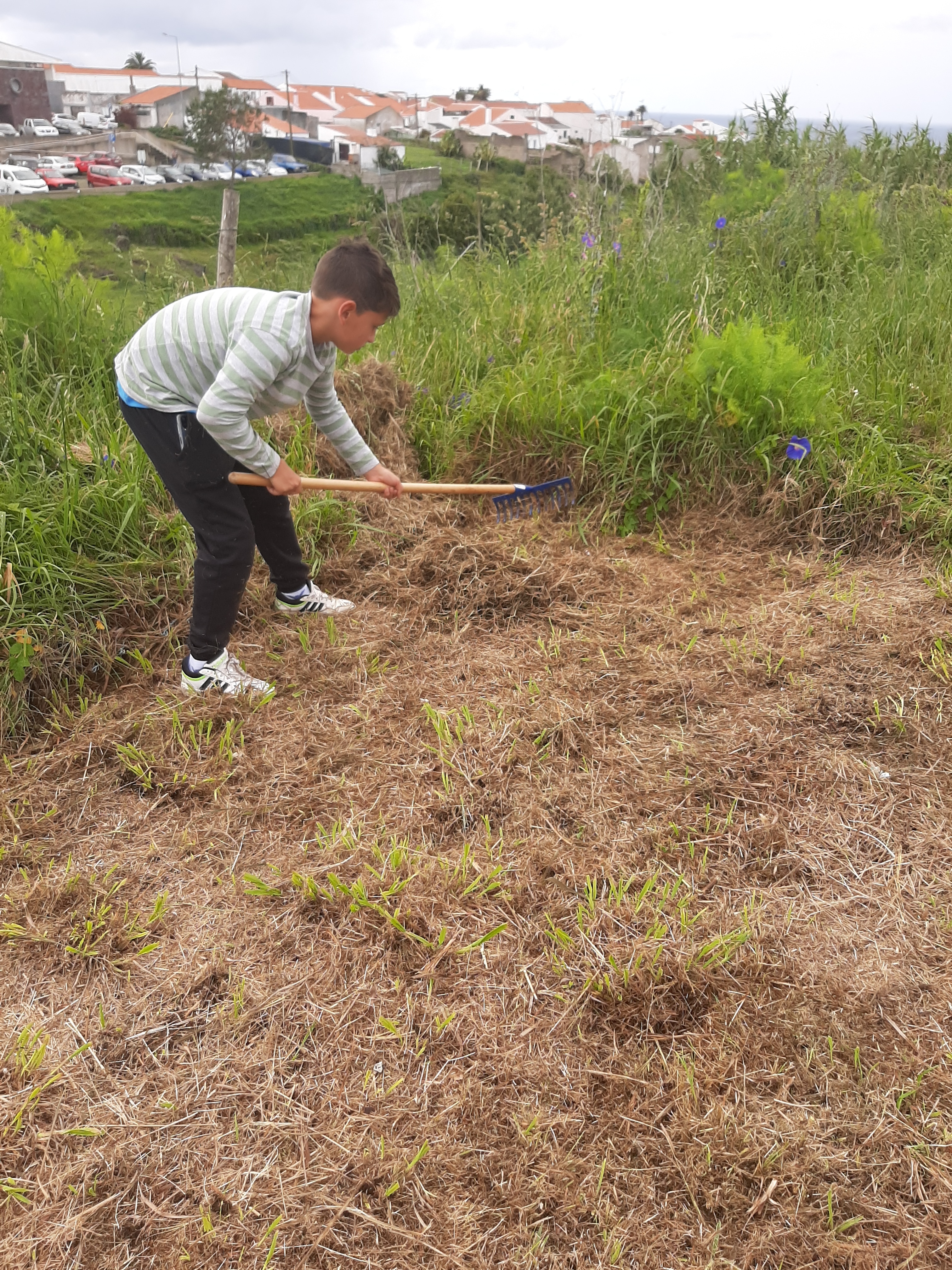 Preparação do terreno_1