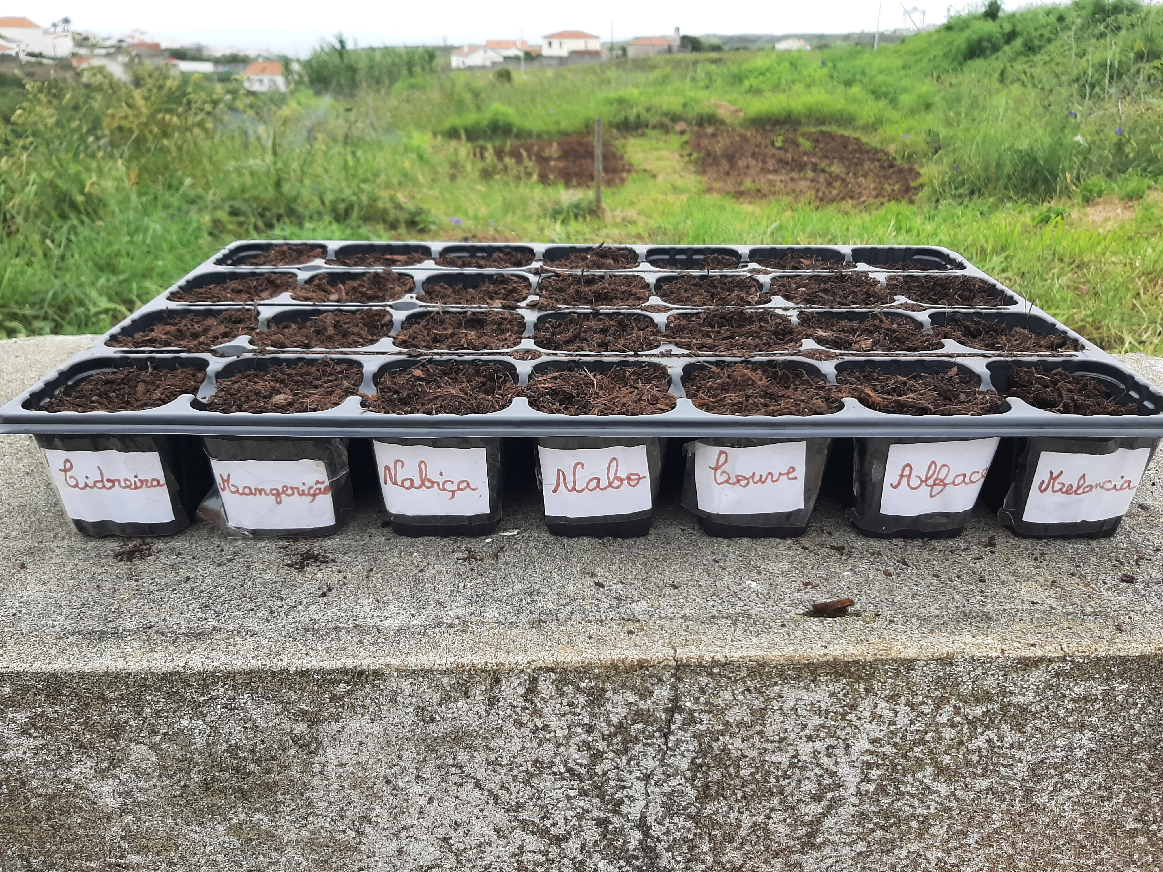 Plantio- de produtos hortícolas.