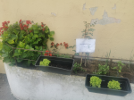 Horta Biológica