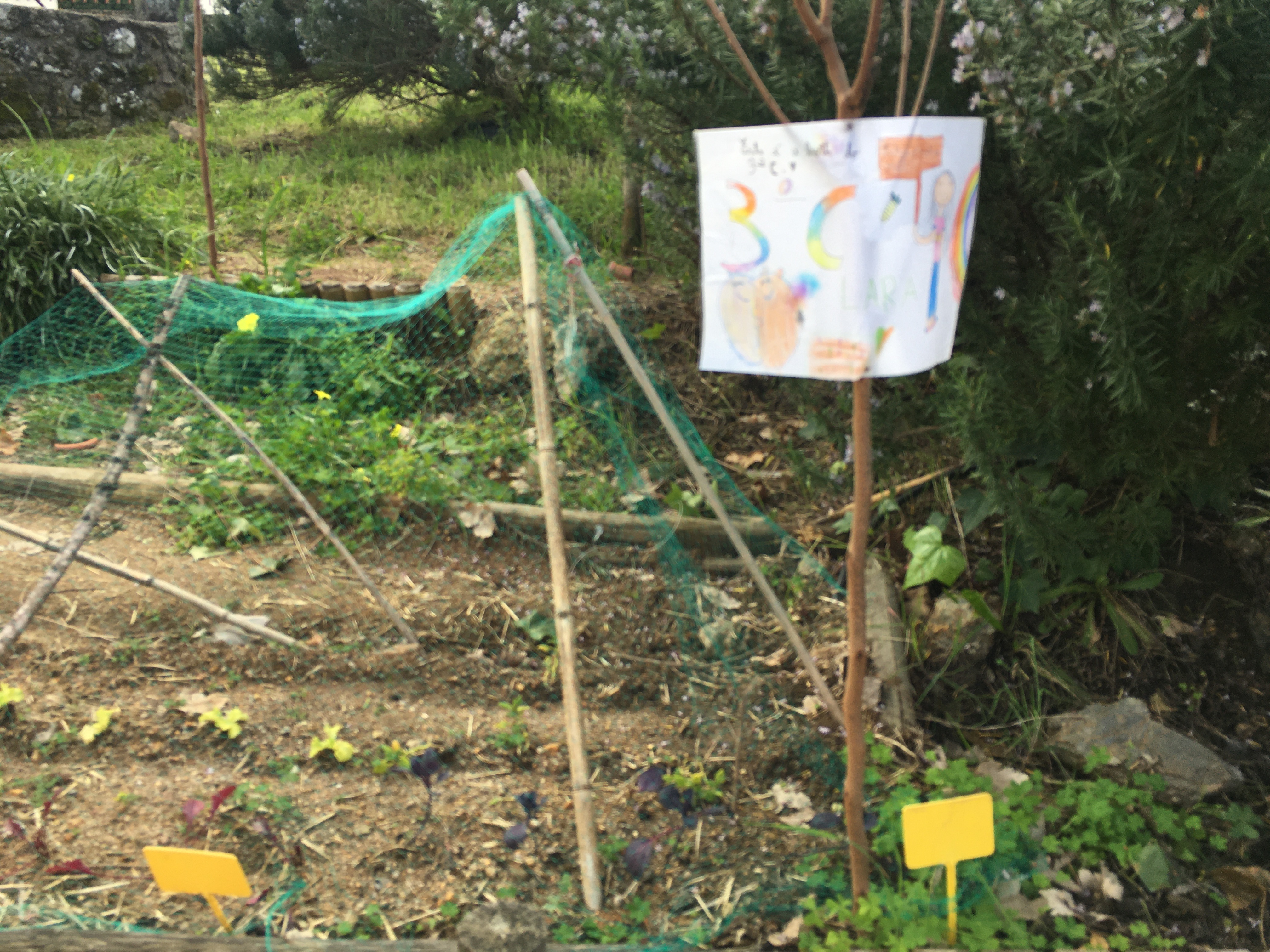 Desenvolvimento das plantas_1