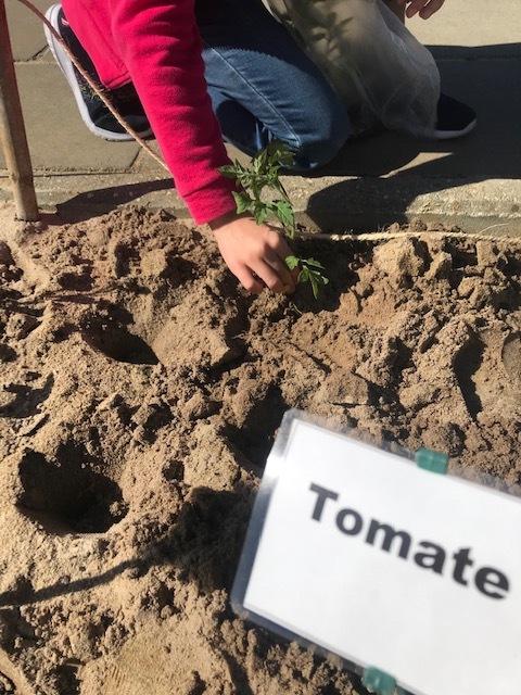 Plantação de tomateiros