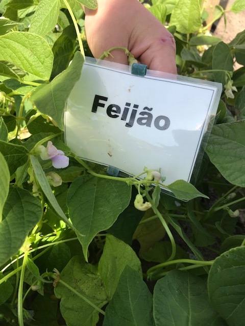 Feijão em flor