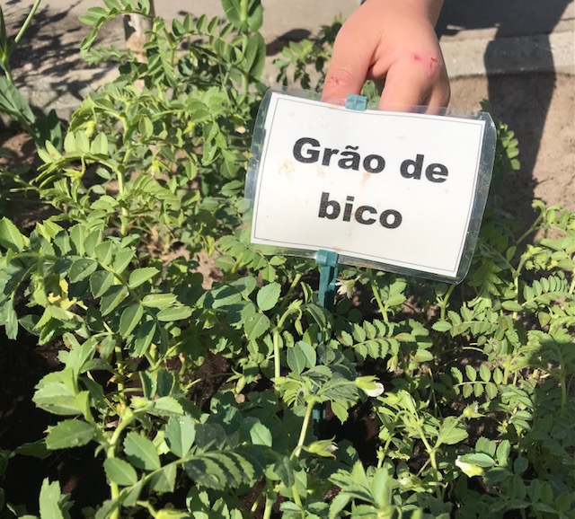 Grão de bico em flor