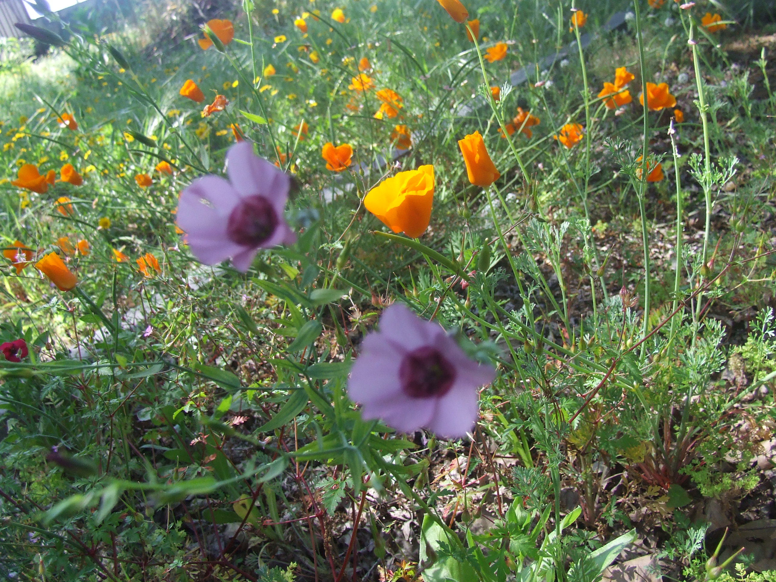 Canteiro de flores para as abelhas.