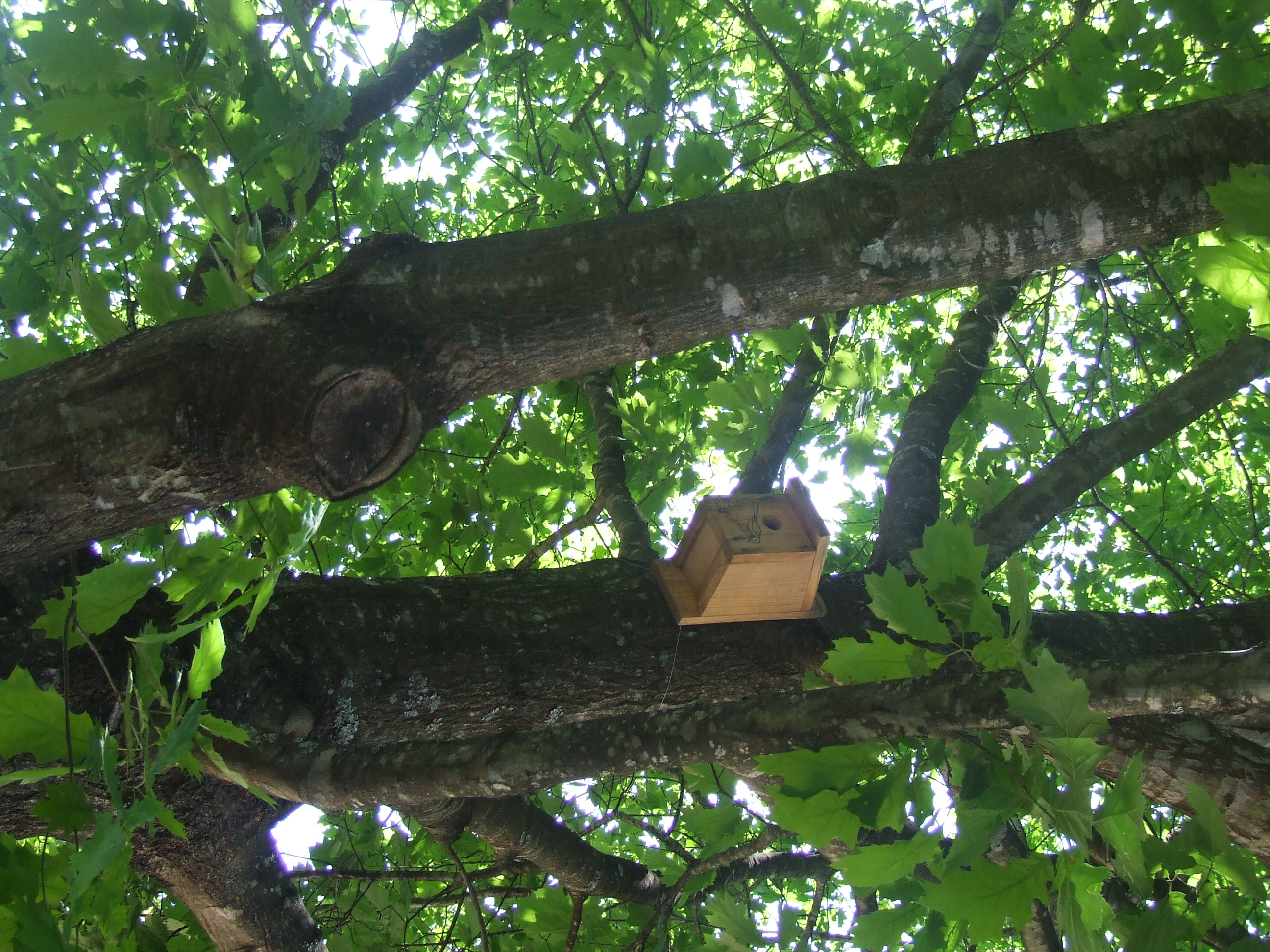 Ninho para aves insetívoras.