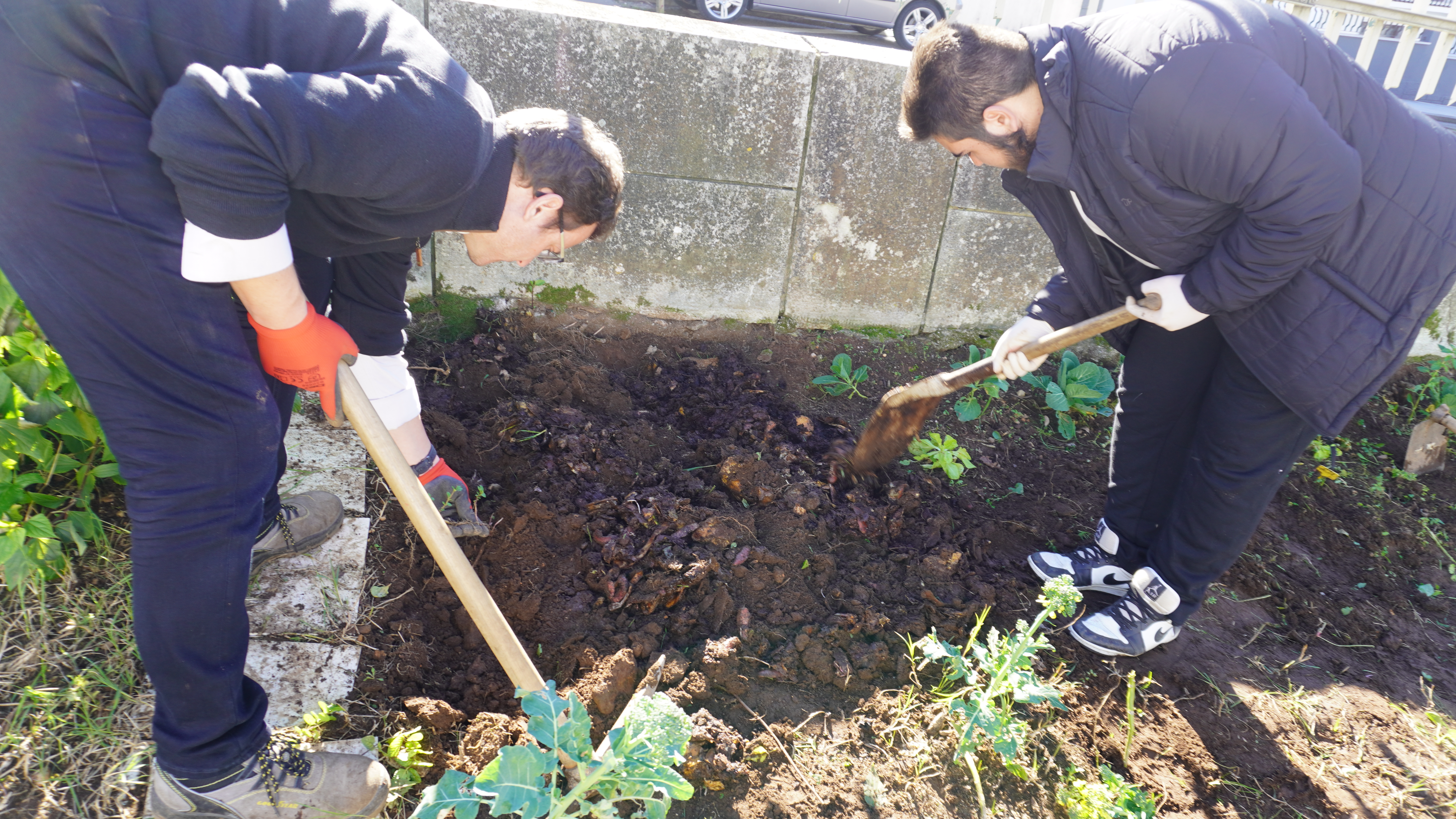 Aplicação do composto na horta