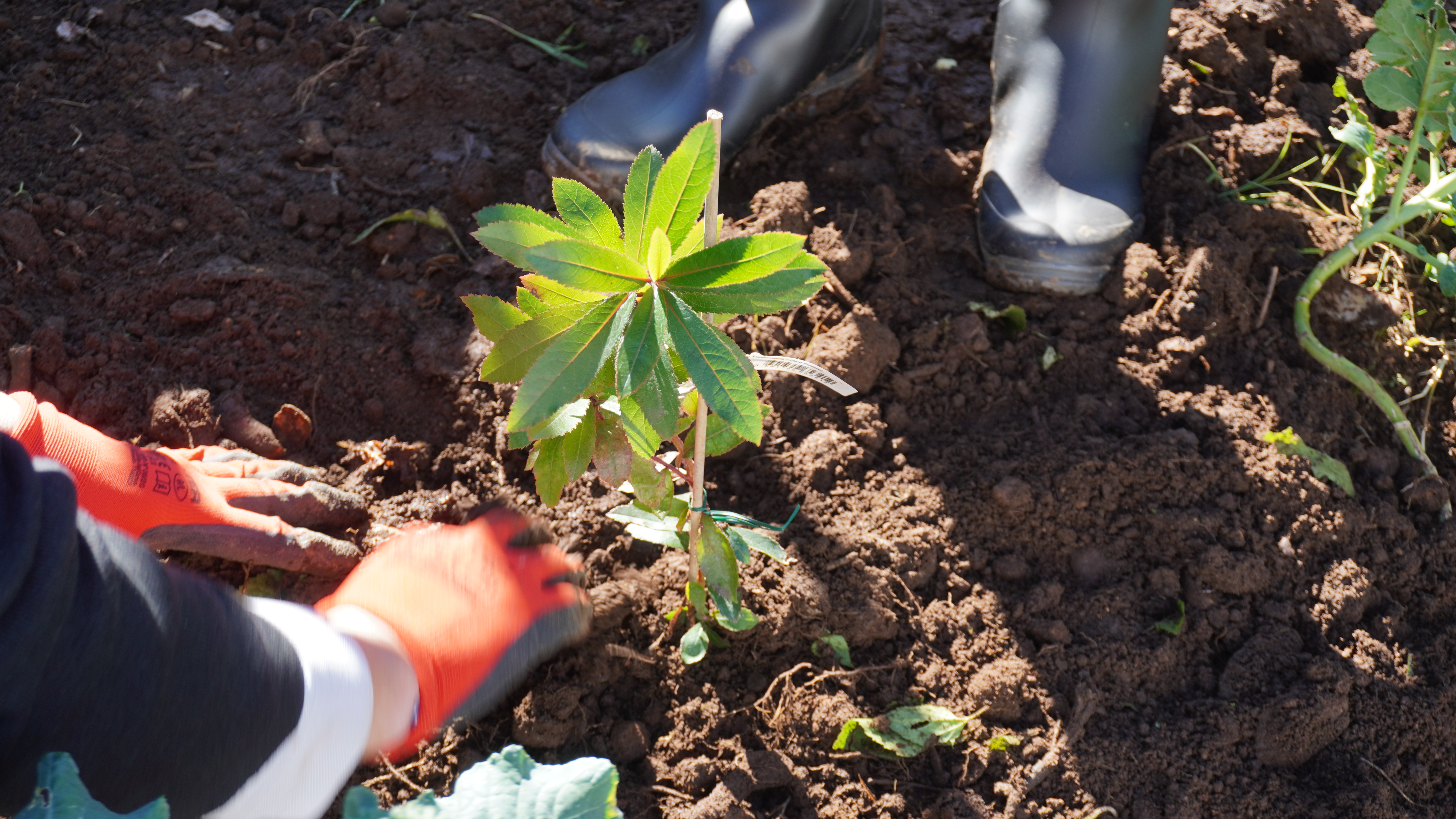 Plantio de vegetais e de espécies autóctones