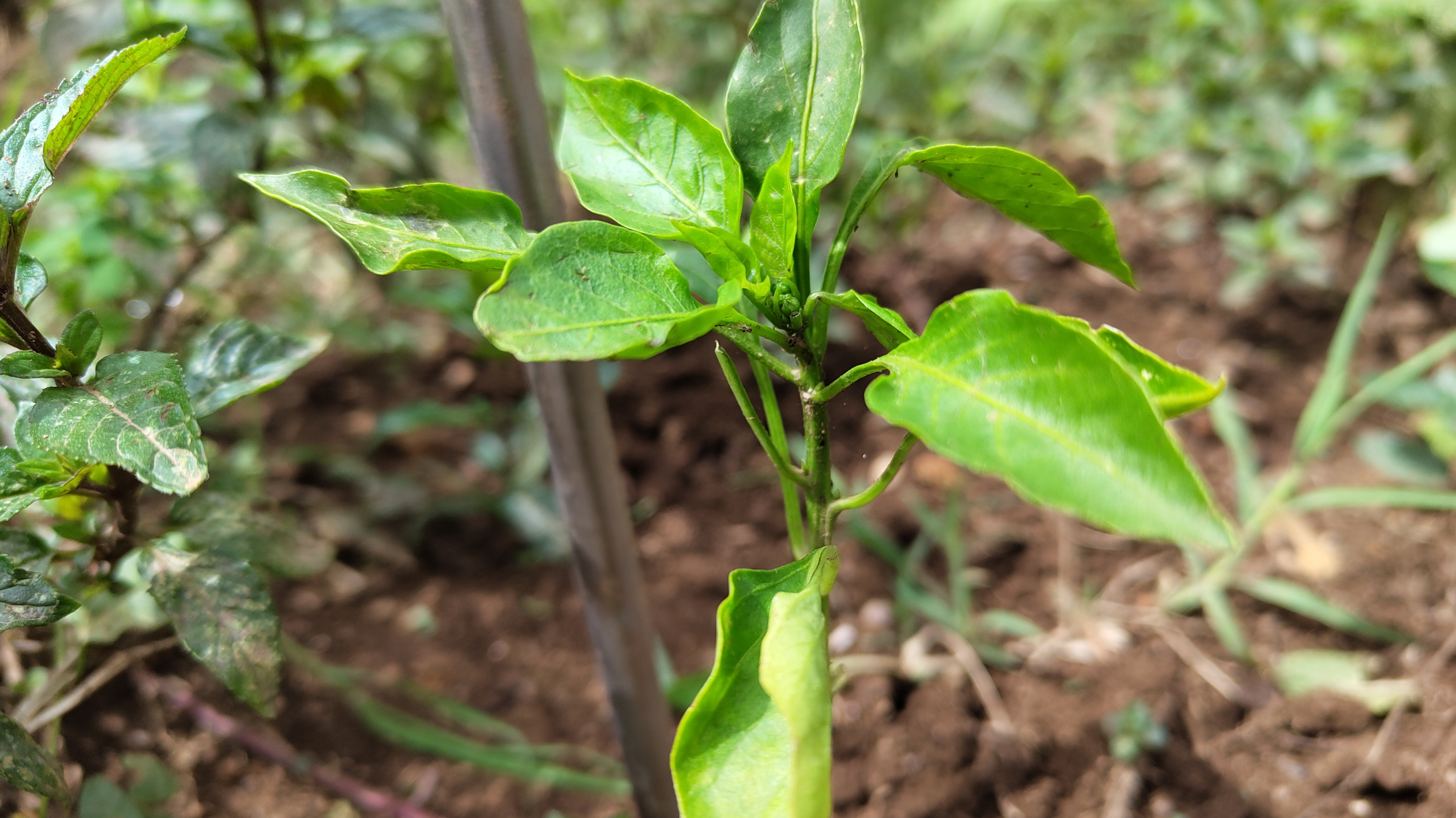 Pimento.