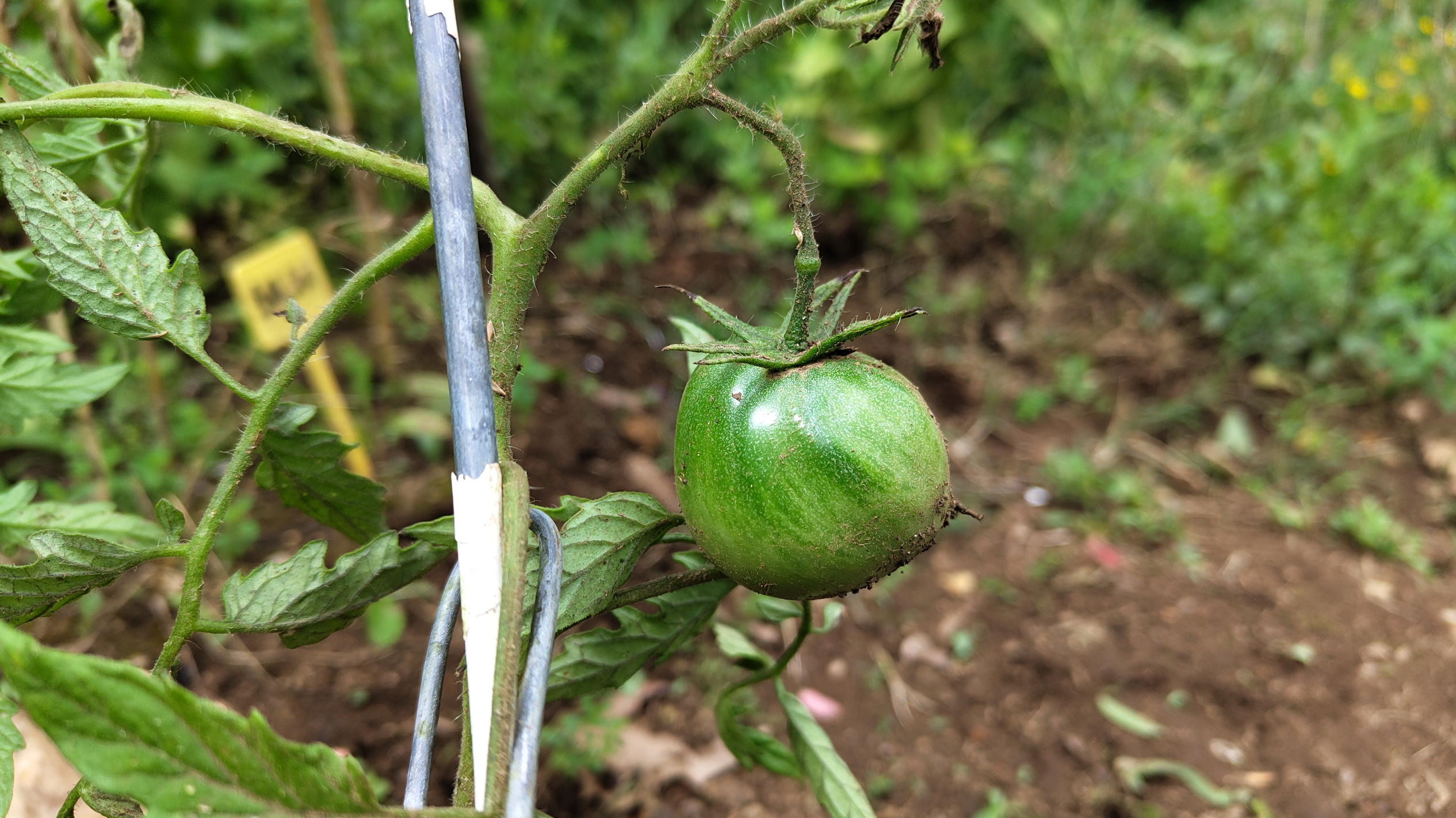 Tomate.