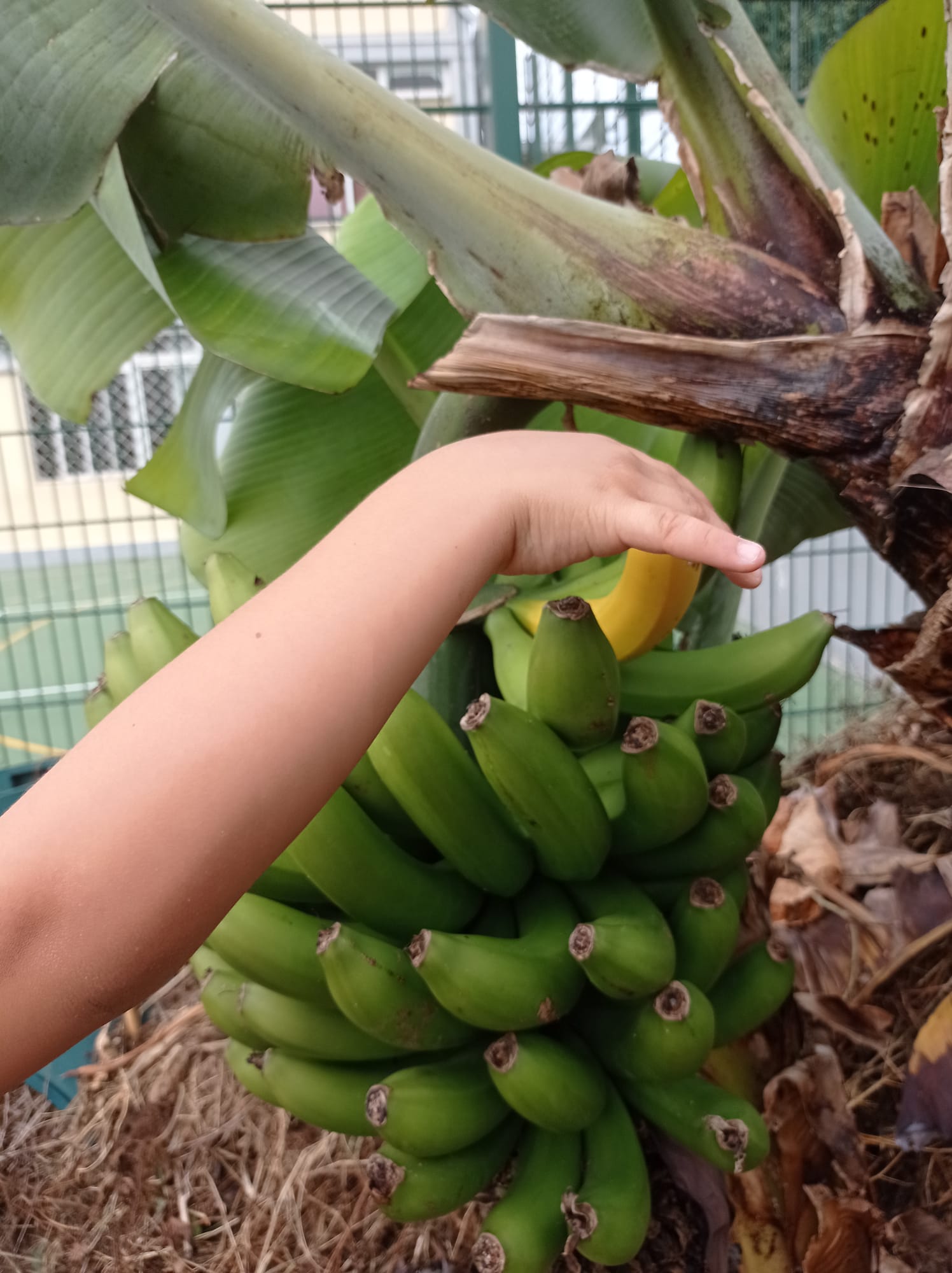 Colheita de bananas