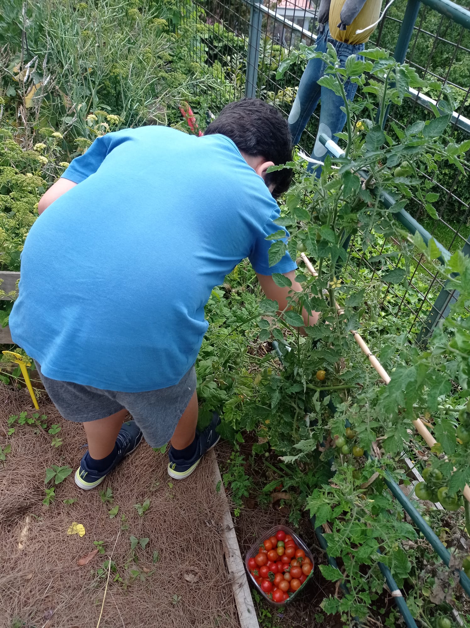 Colheita de tomates