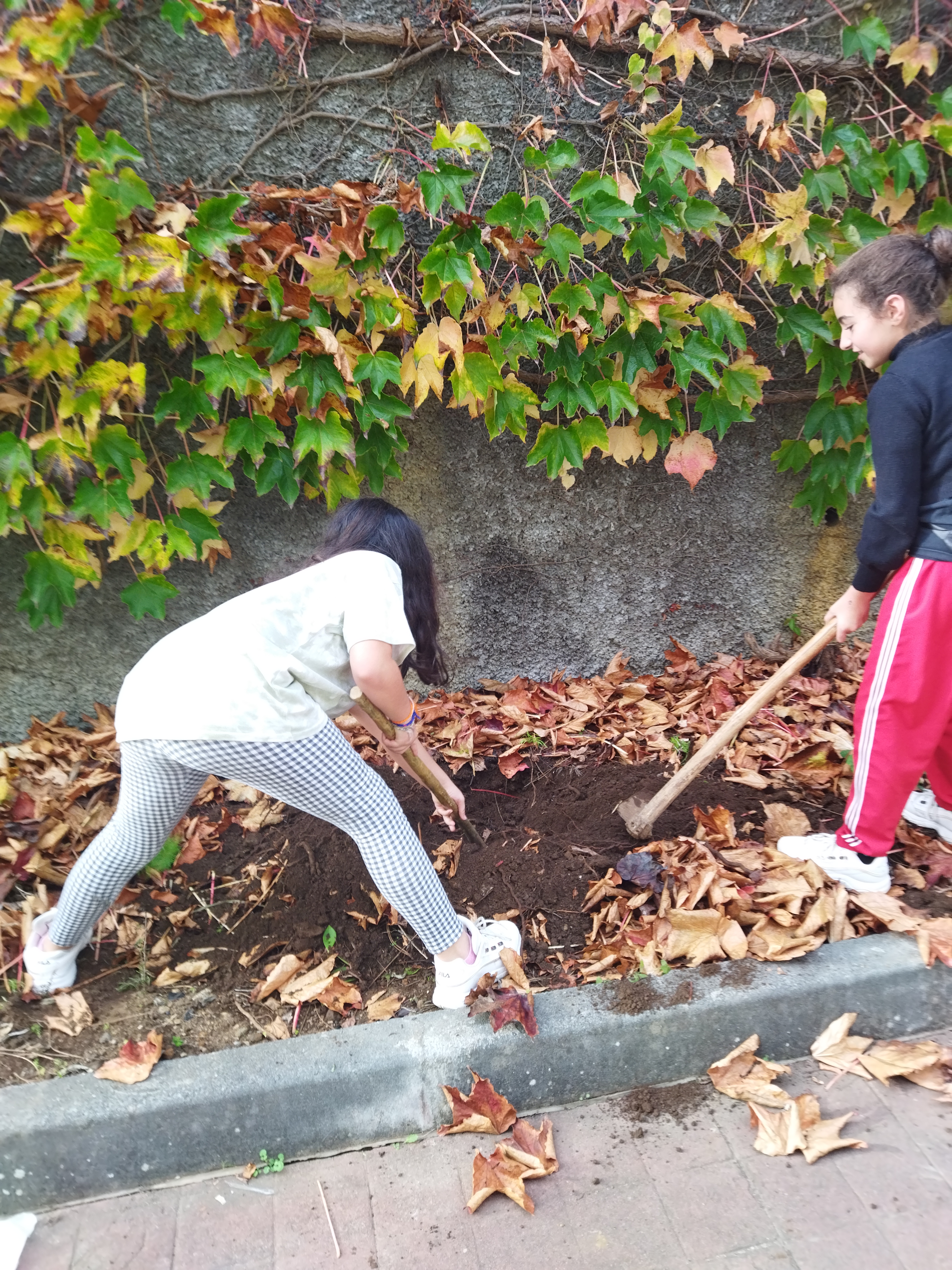 Abertura de buracos no solo para colocação de cascas de frutas e de legumes, utilizados para a confeção das refeições na escola.