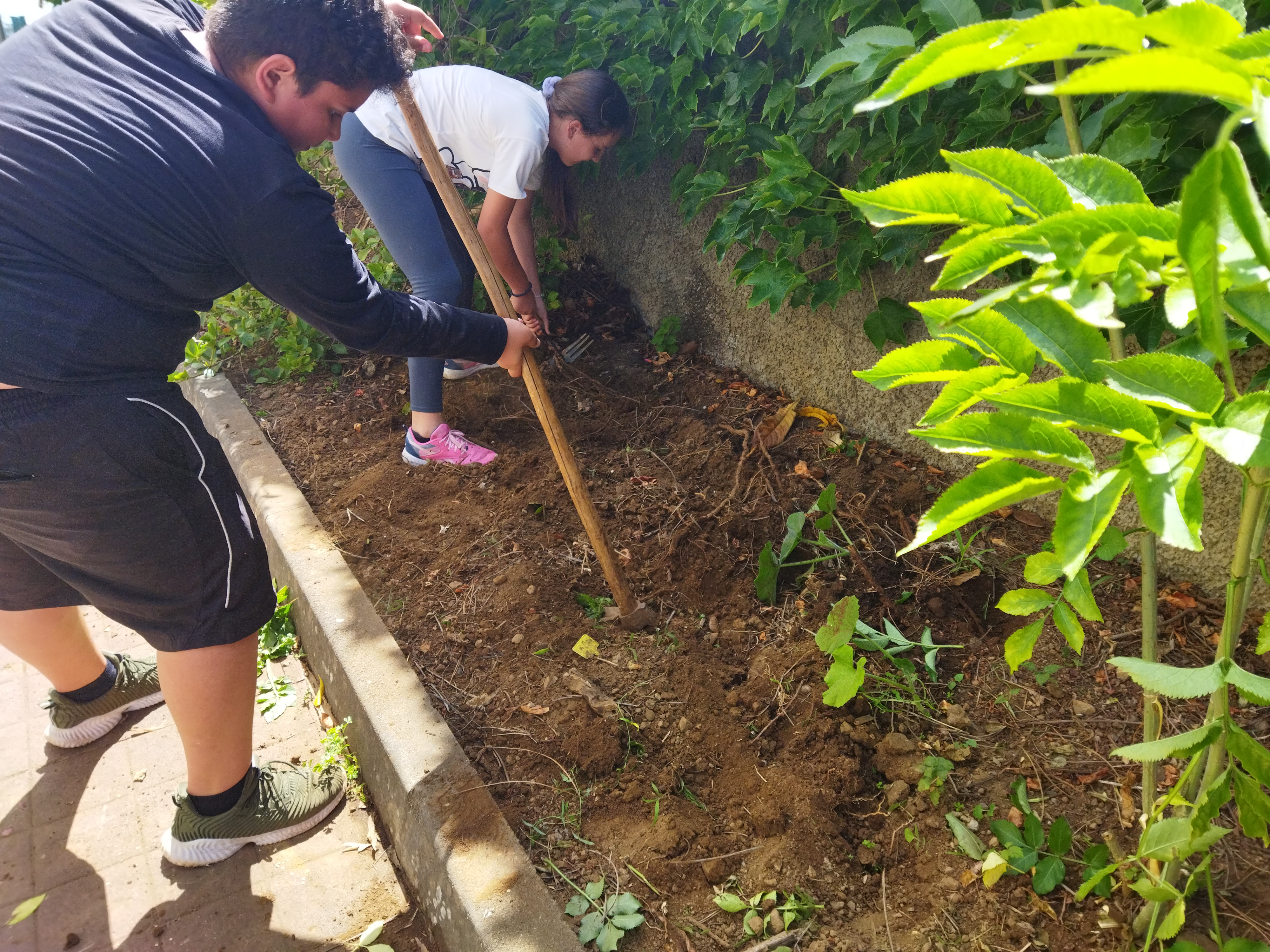 Os alunos encontram-se a preparar o solo para receber os produtos hortícolas.