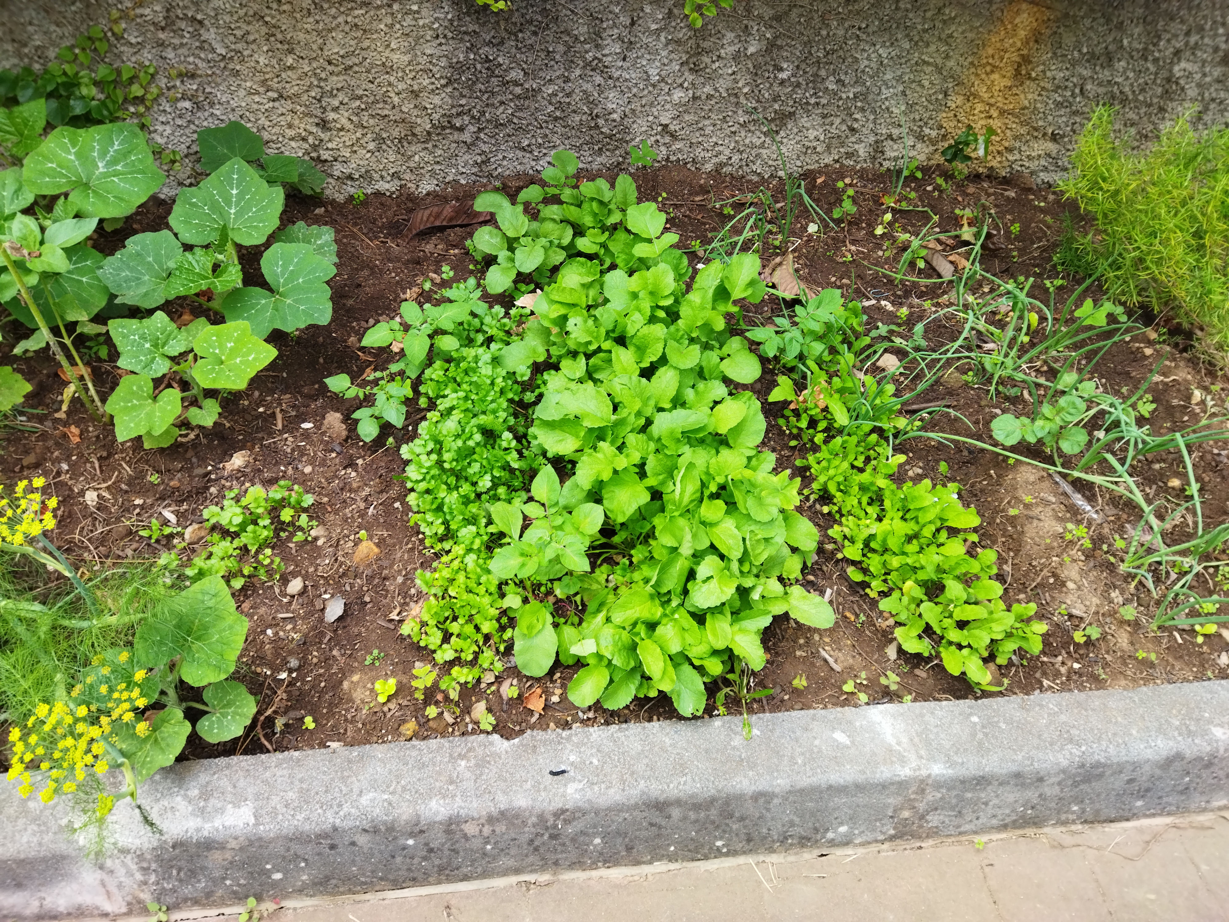 Nesta fotografia podemos verificar o crescimento de cebolas, nabiças, coentros e pepinos.