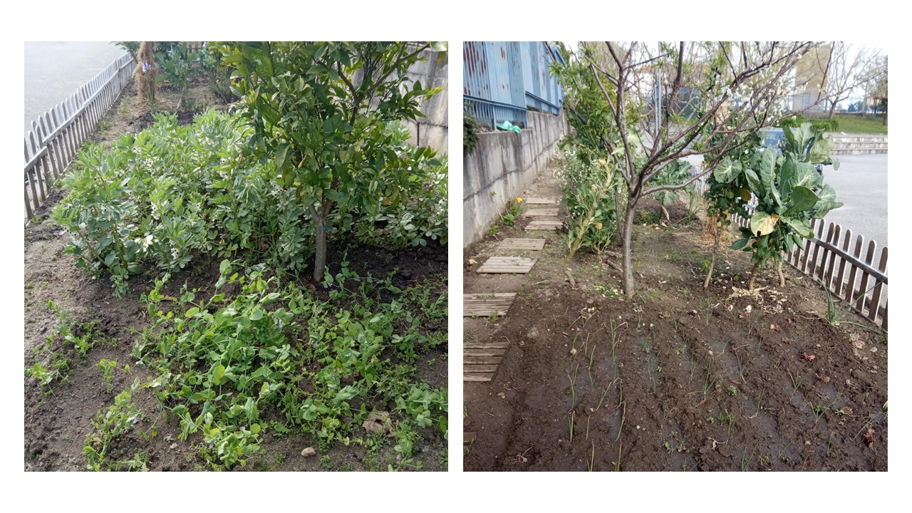De um lado as ervilhas e as favas já com flor, de outro: o cebolo, o alho francês, as alfaces, as couves, as beterrabas.
As plantações irão continuar com o feijão.