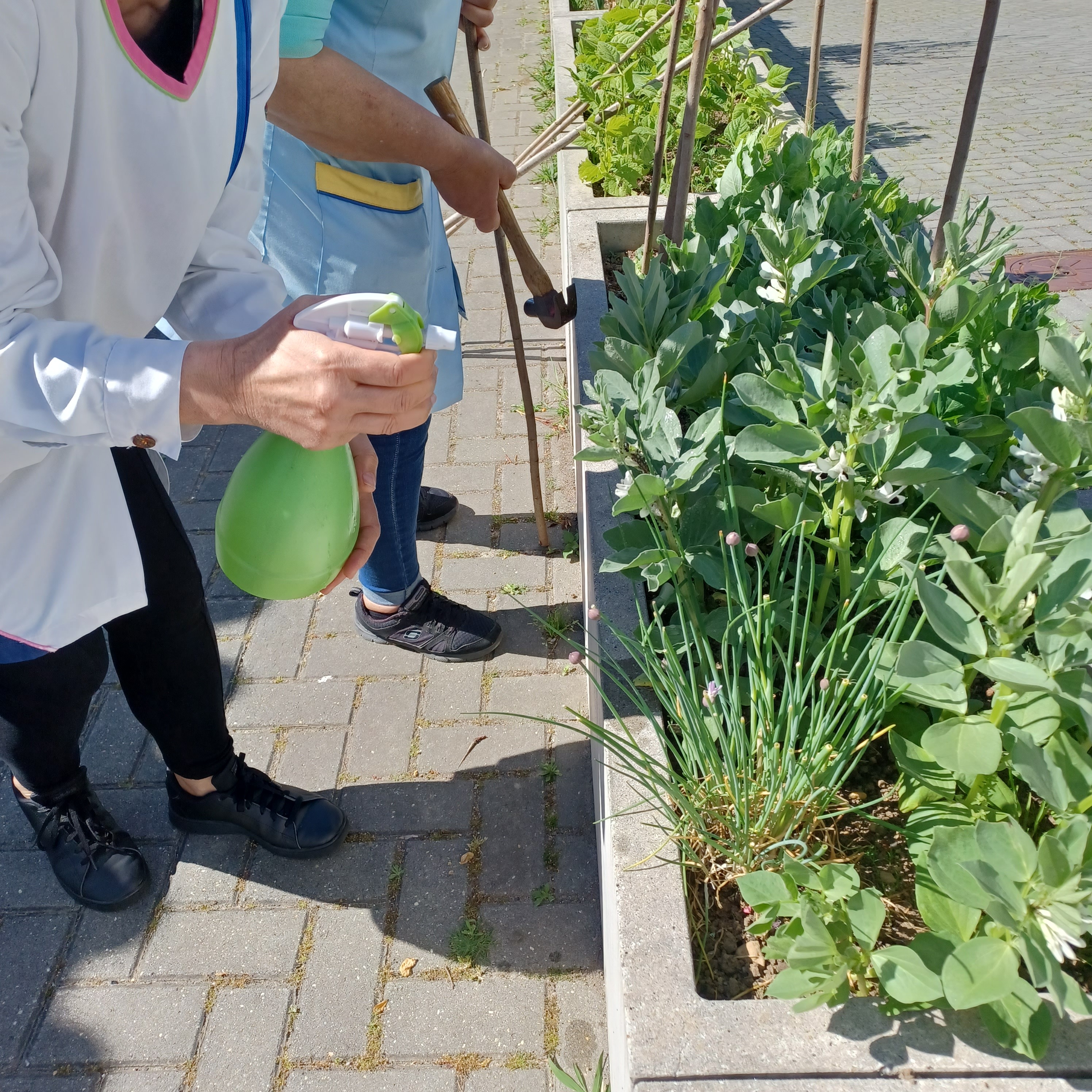As favas e as ervilhas foram borrifadas com água e vinagre para eliminar os parasitas que estavam a prejudicar estas plantas.