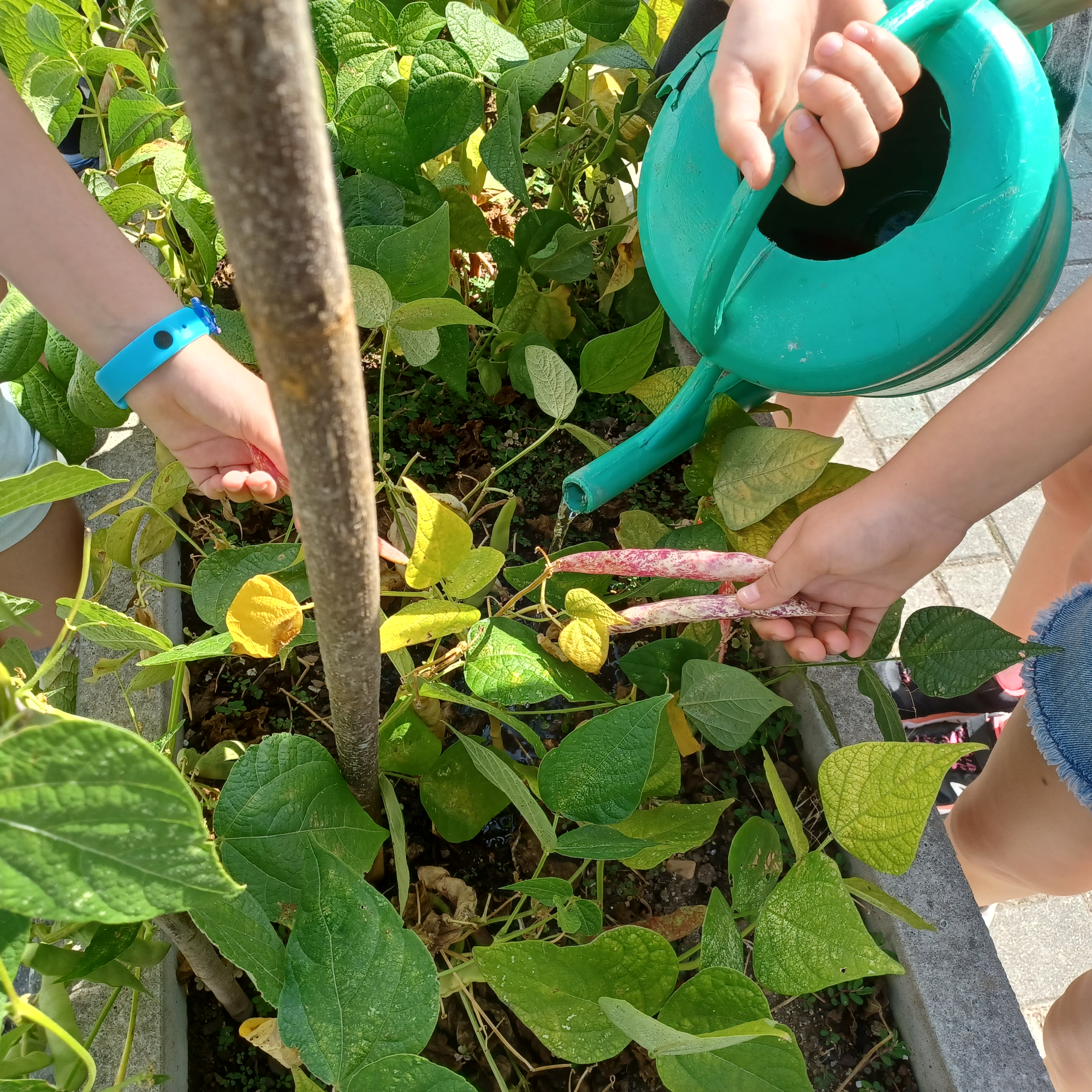 Rega dos feijoeiros e colheitas dos feijões.
