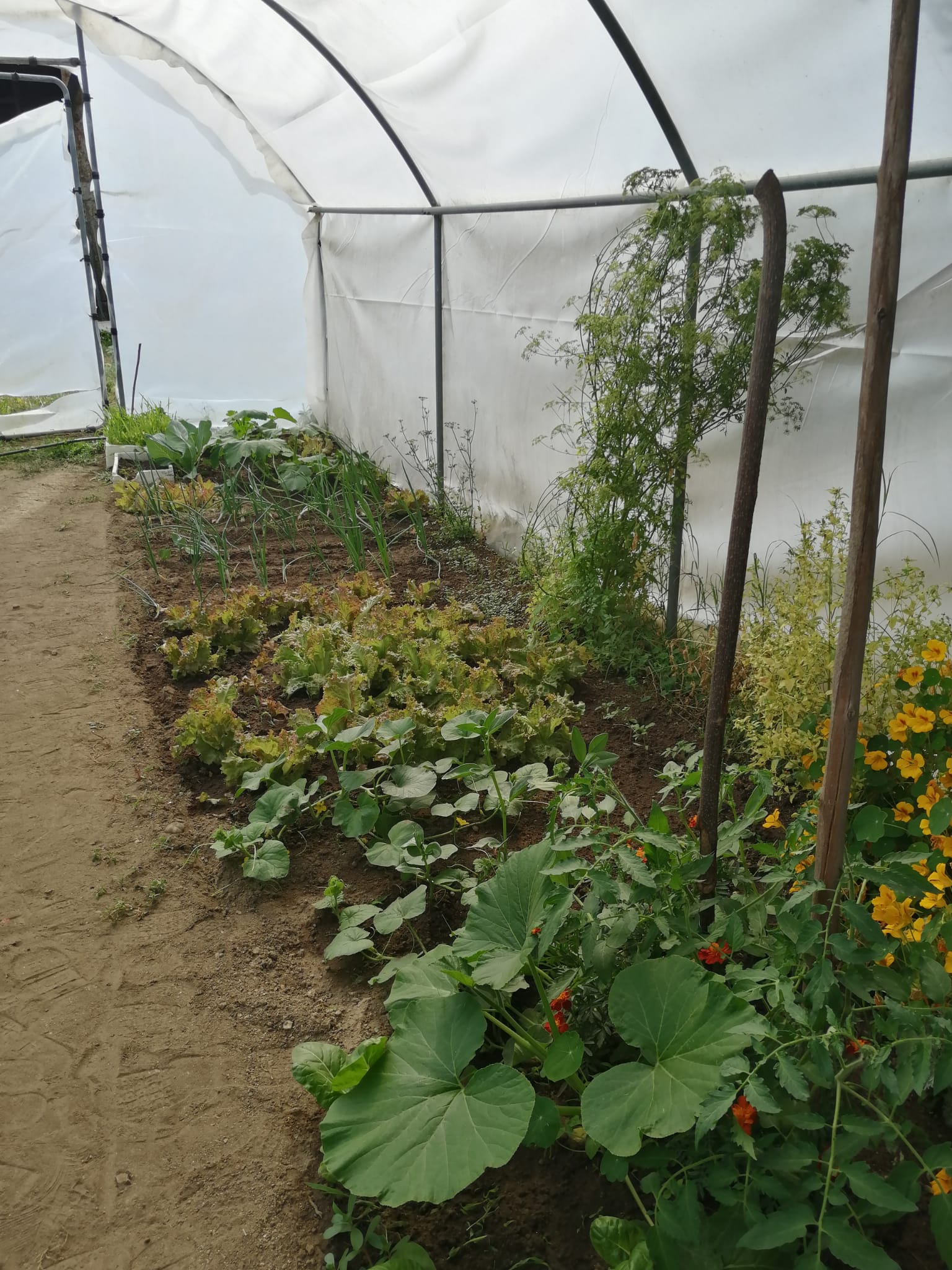 Plantações dentro da estufa