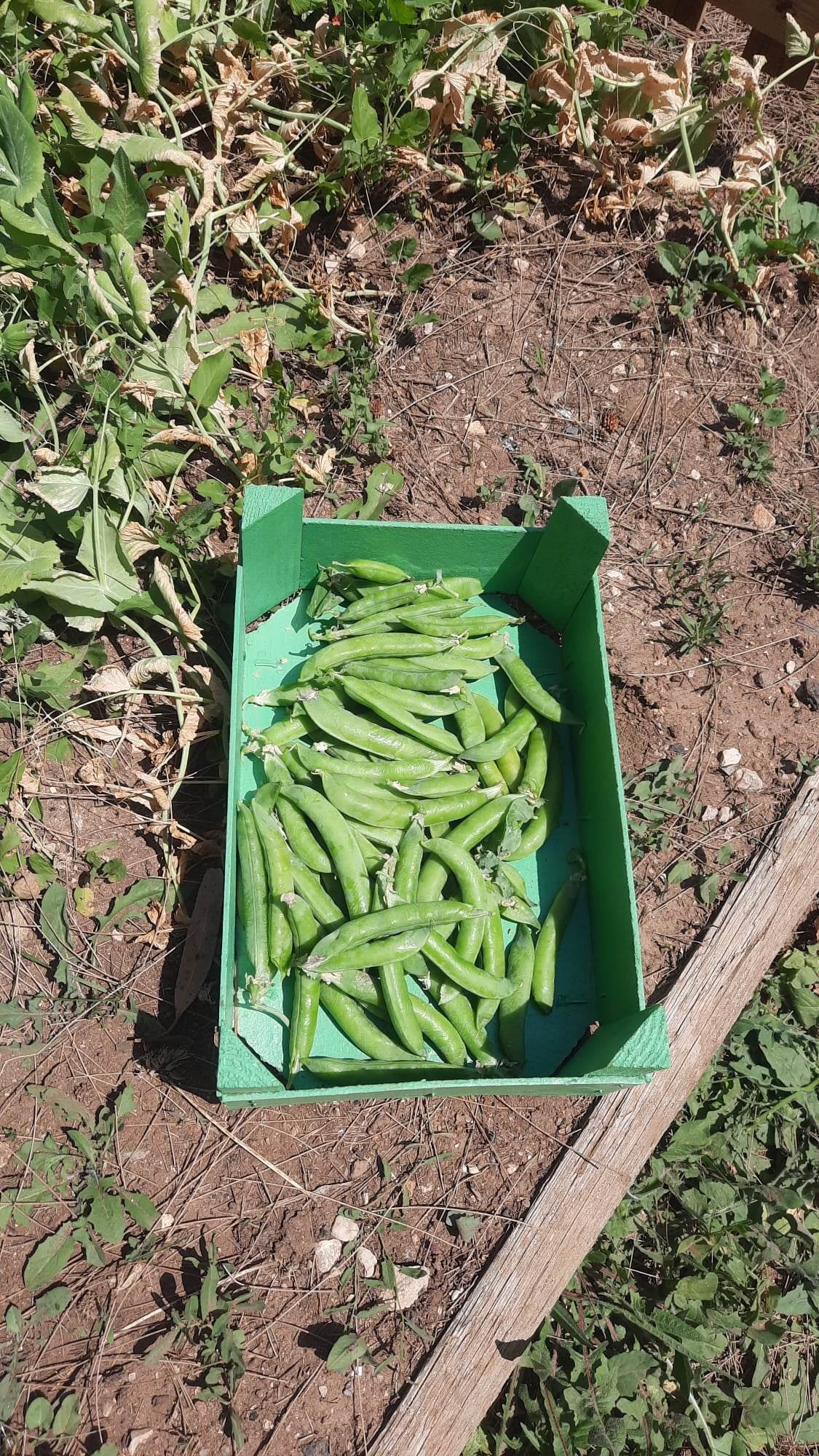Colheita de ervilhas