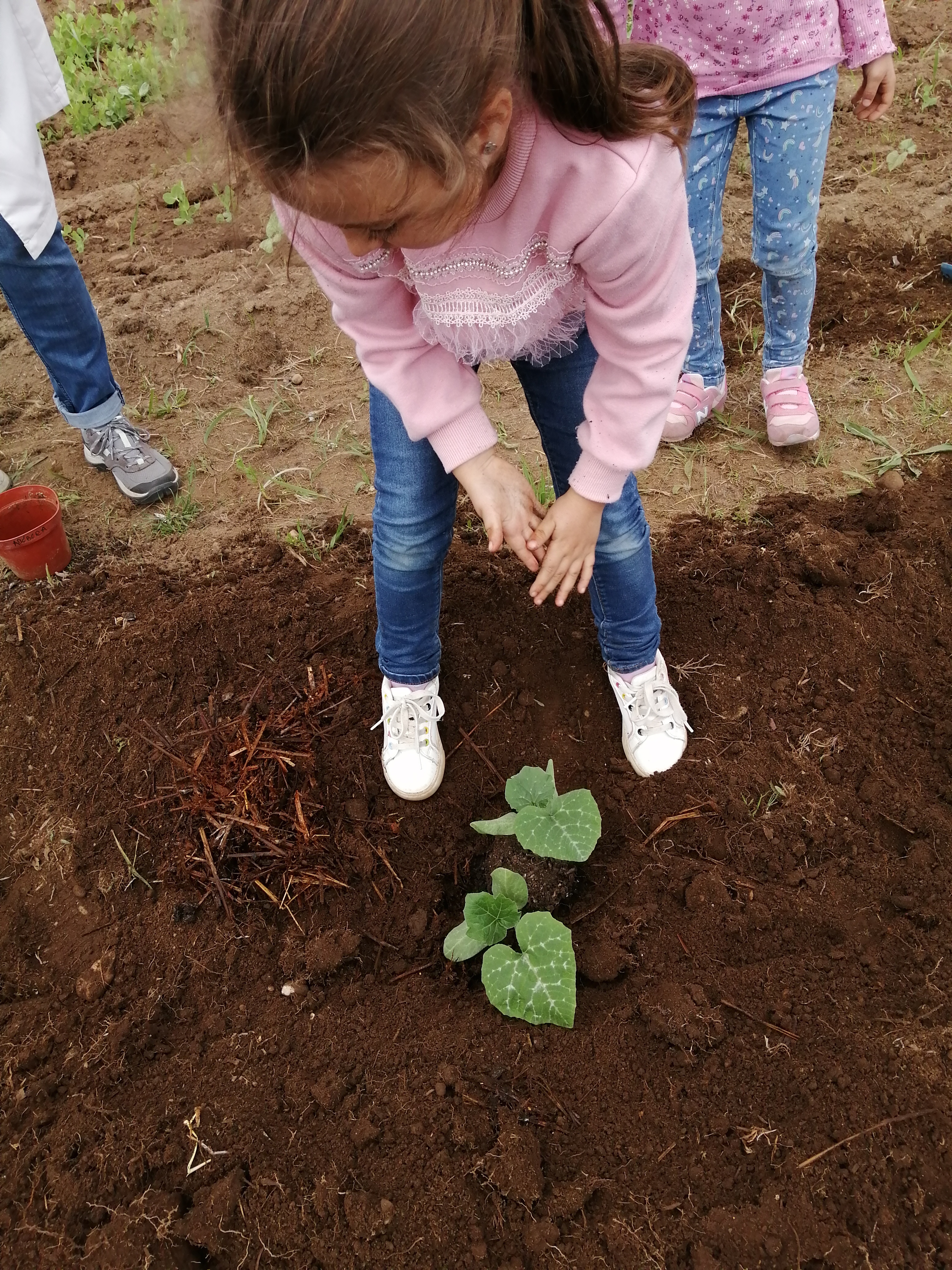 A plantação.