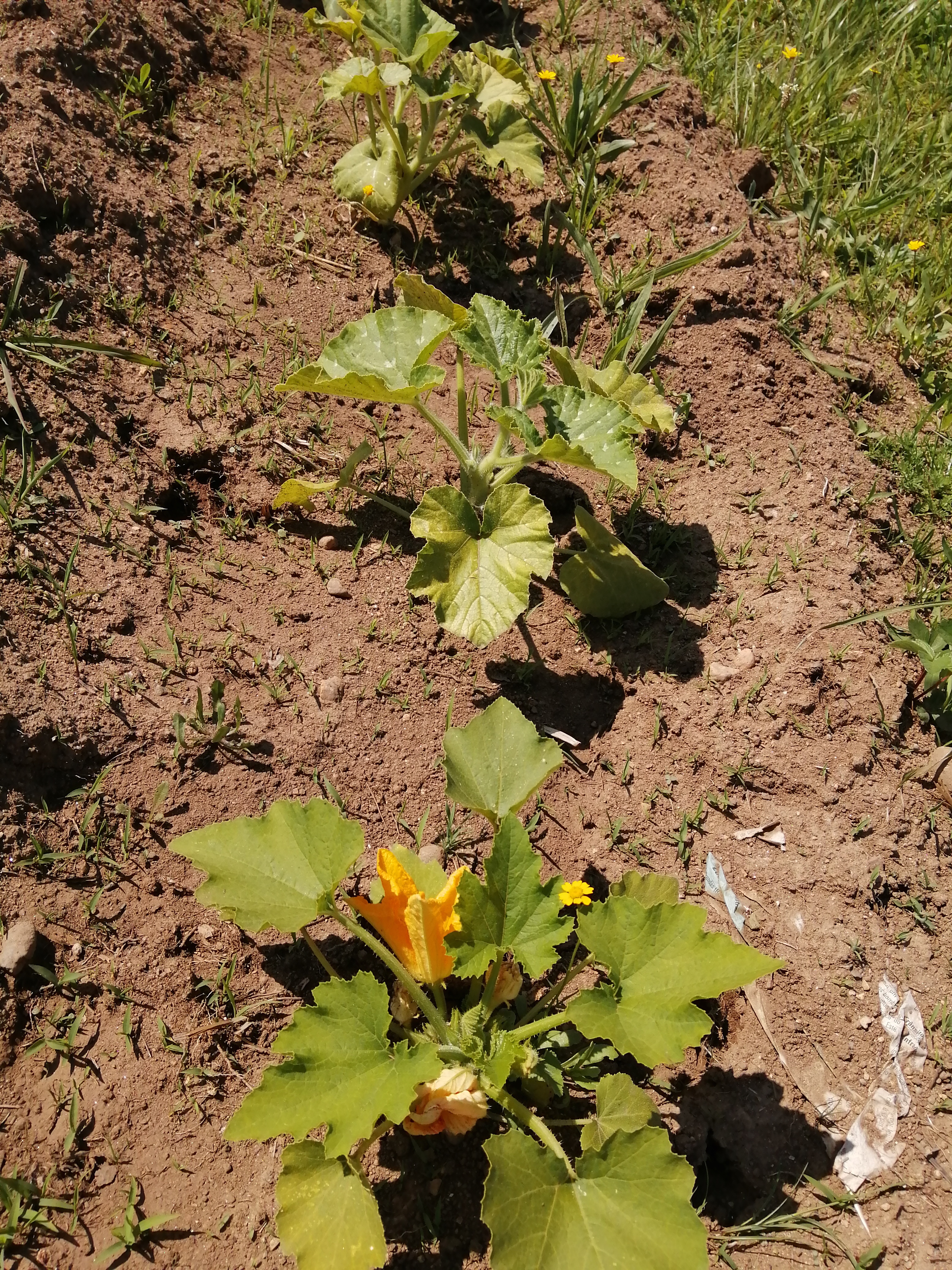 A nossa horta em crescimento.