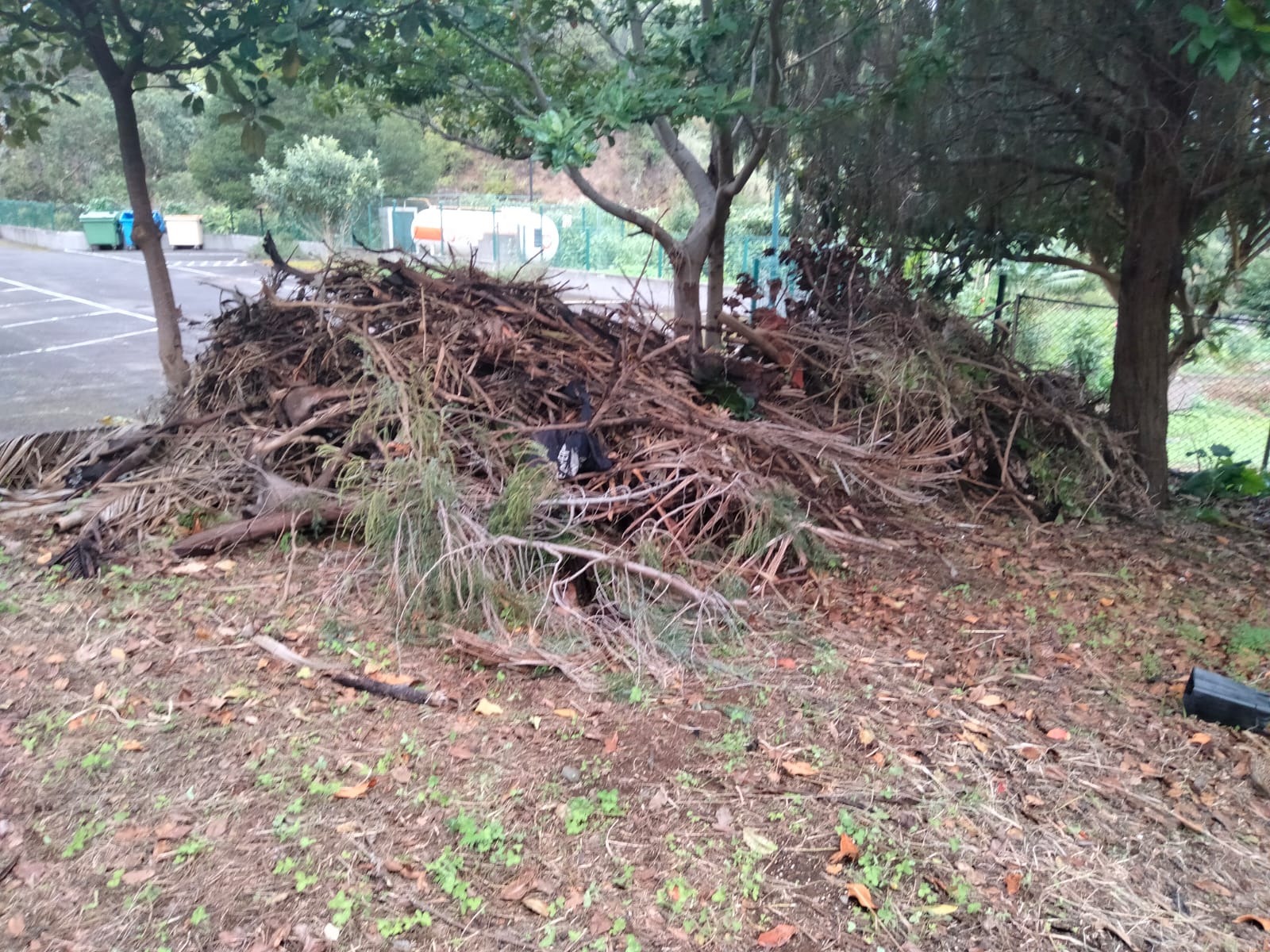 Limpeza- Retirada das eras daninhas e poda das árvores da horta.