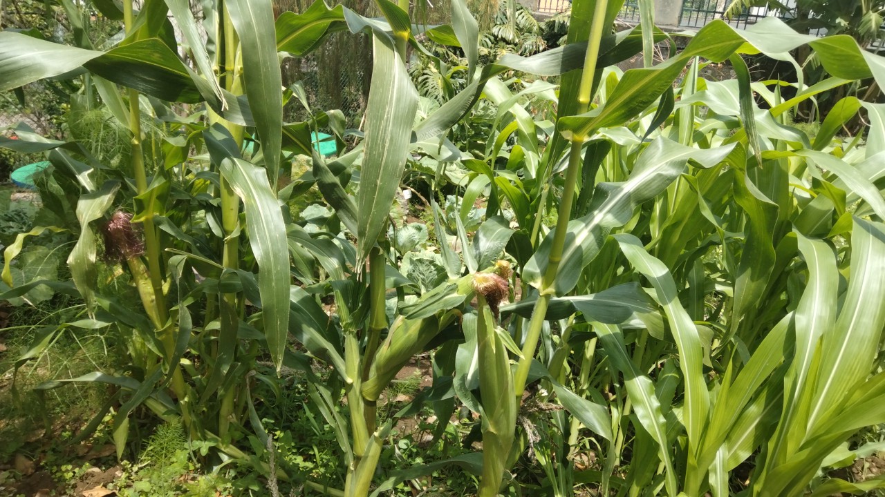Foto dos milheiros com algumas maçarocas de milhos prontas para ser colhidas.