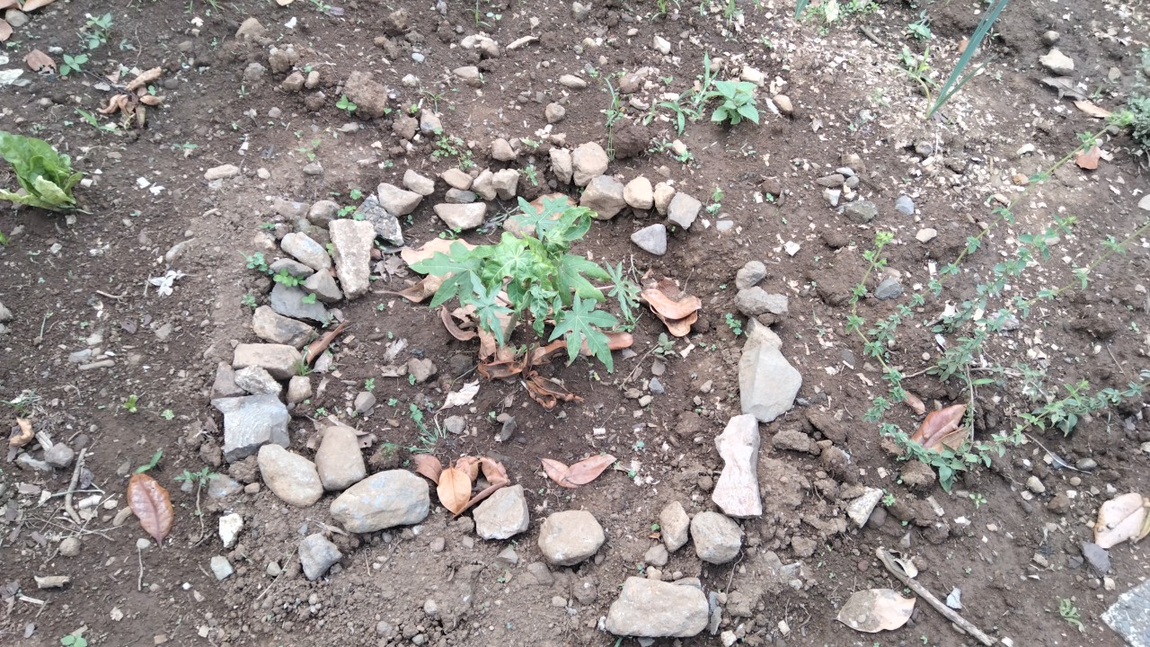 Foto da planta da papaia em desenvolvimento.