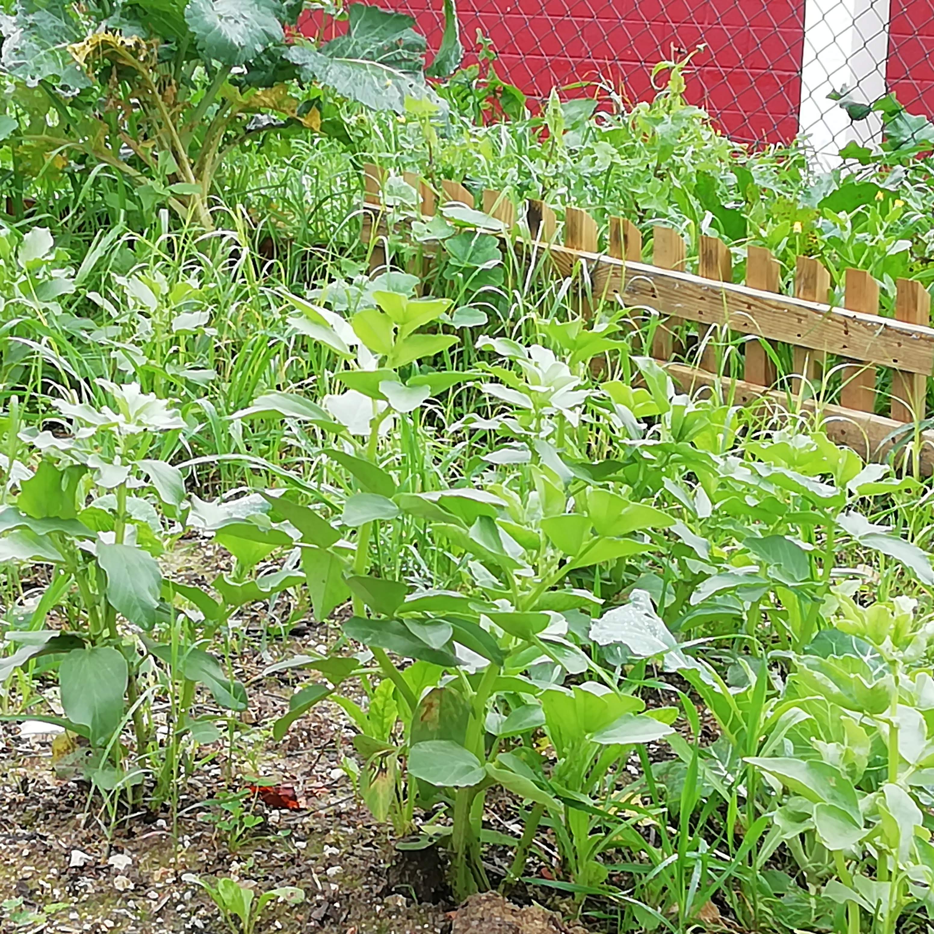 Favas