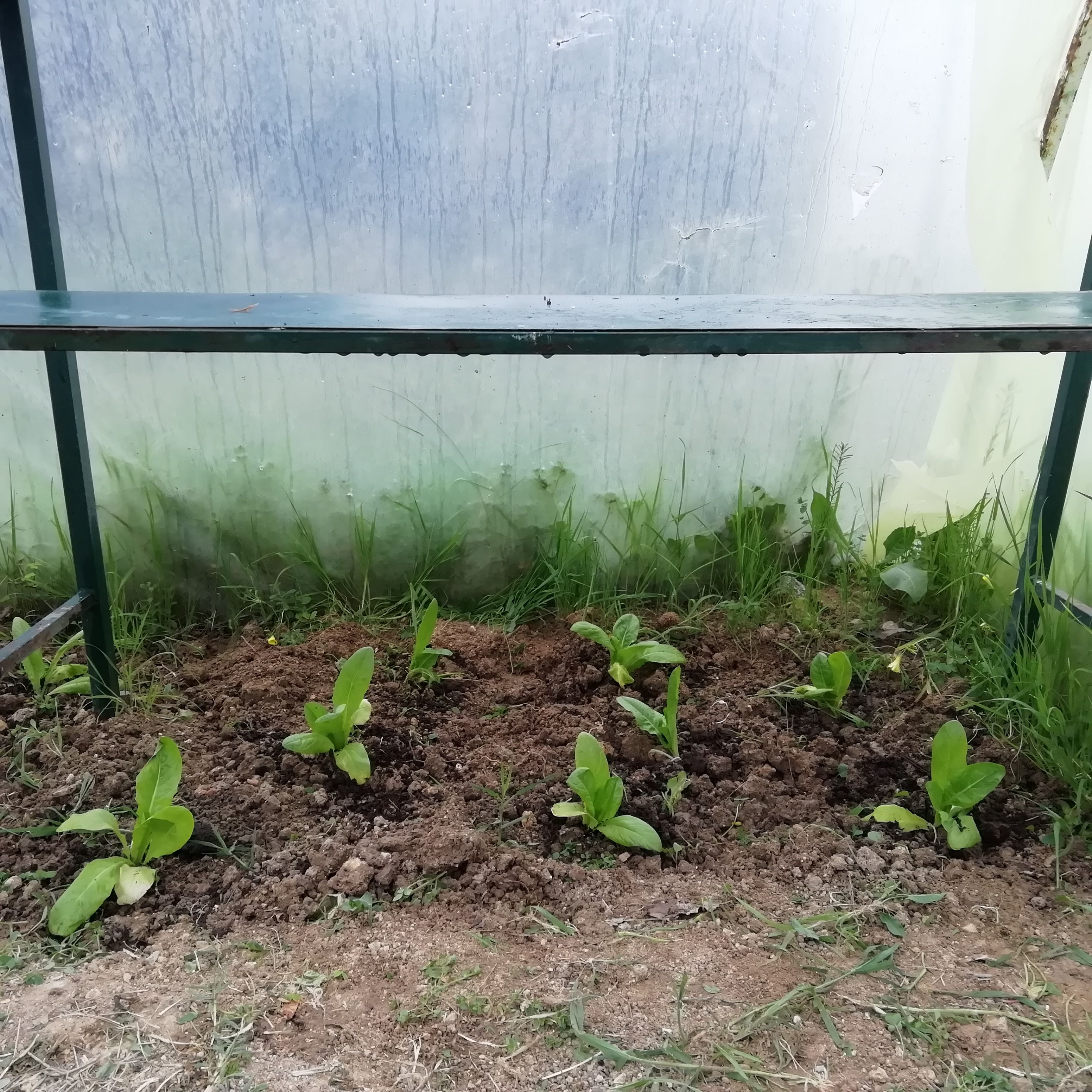 Plantação de alface orelha de mula,