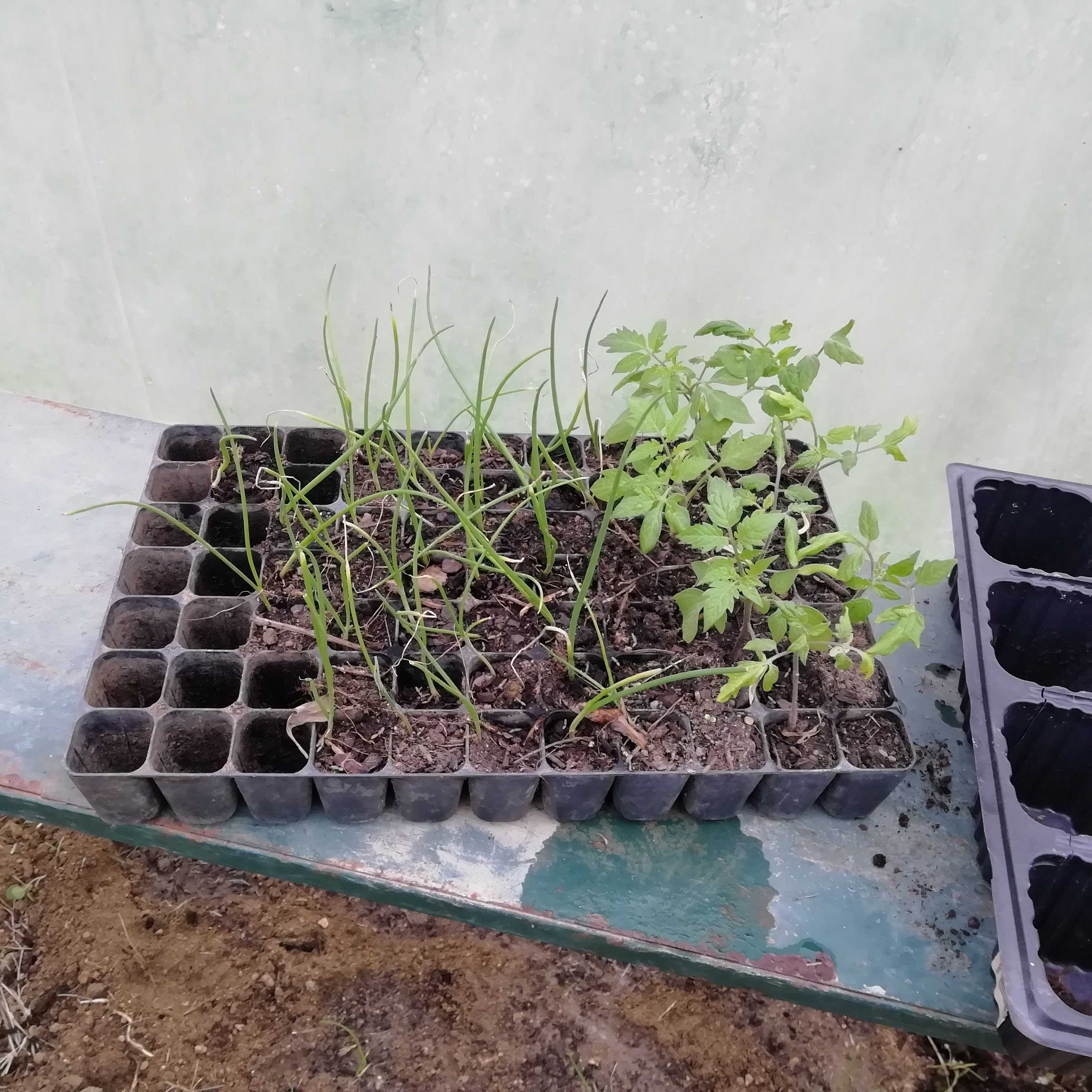 Cebolo e tomate para plantar