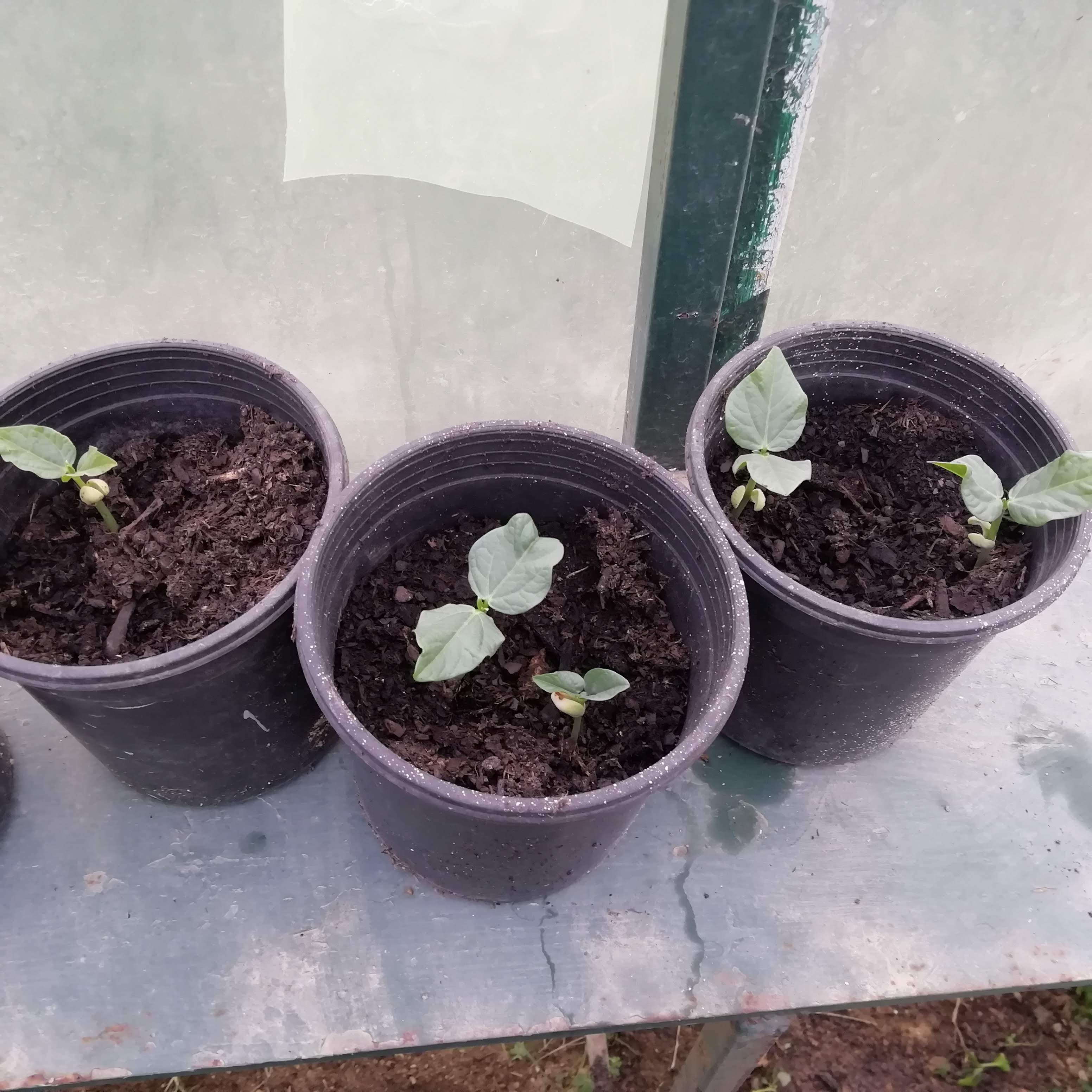 Feijoa para transplantar
